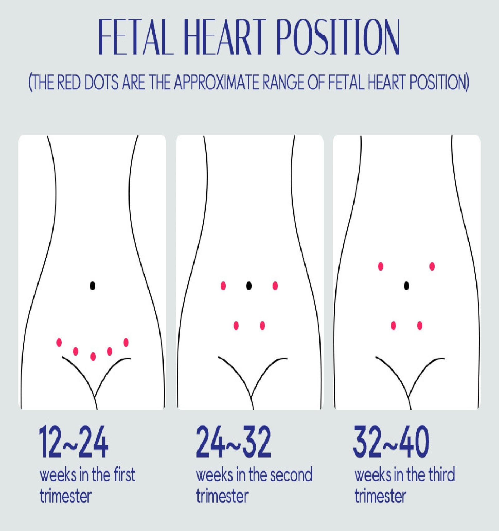 Diagramm der fetalen Herzposition im ersten, zweiten und dritten Trimester.