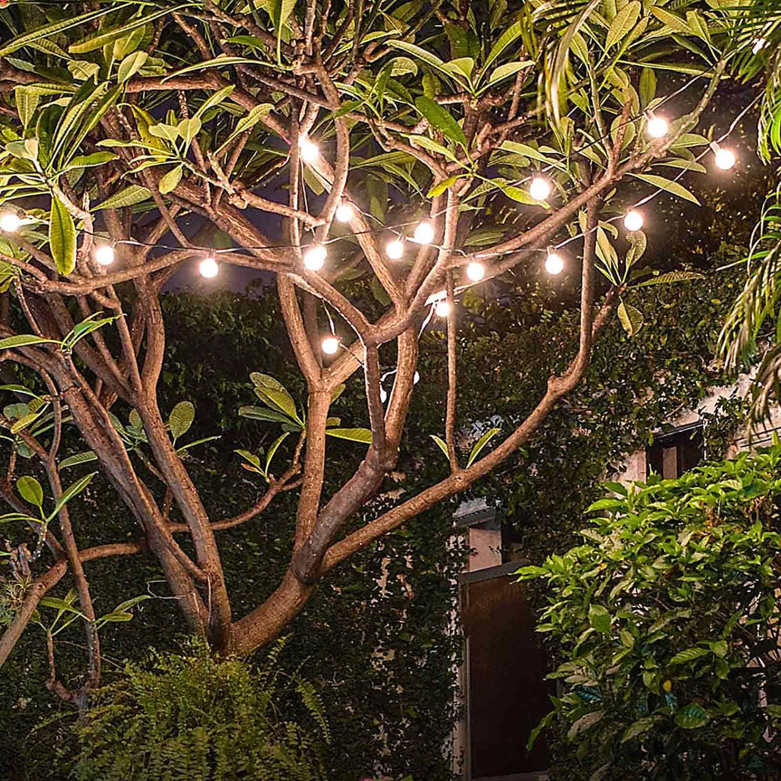 Lichterkette um einen Baum mit grünen Blättern und umliegender Vegetation gewickelt.
