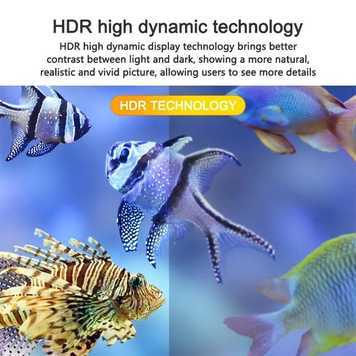 Bunte Fische in einem Aquarium, ein Vorher-Nachher-Effekt, der HDR-Technologie zeigt.