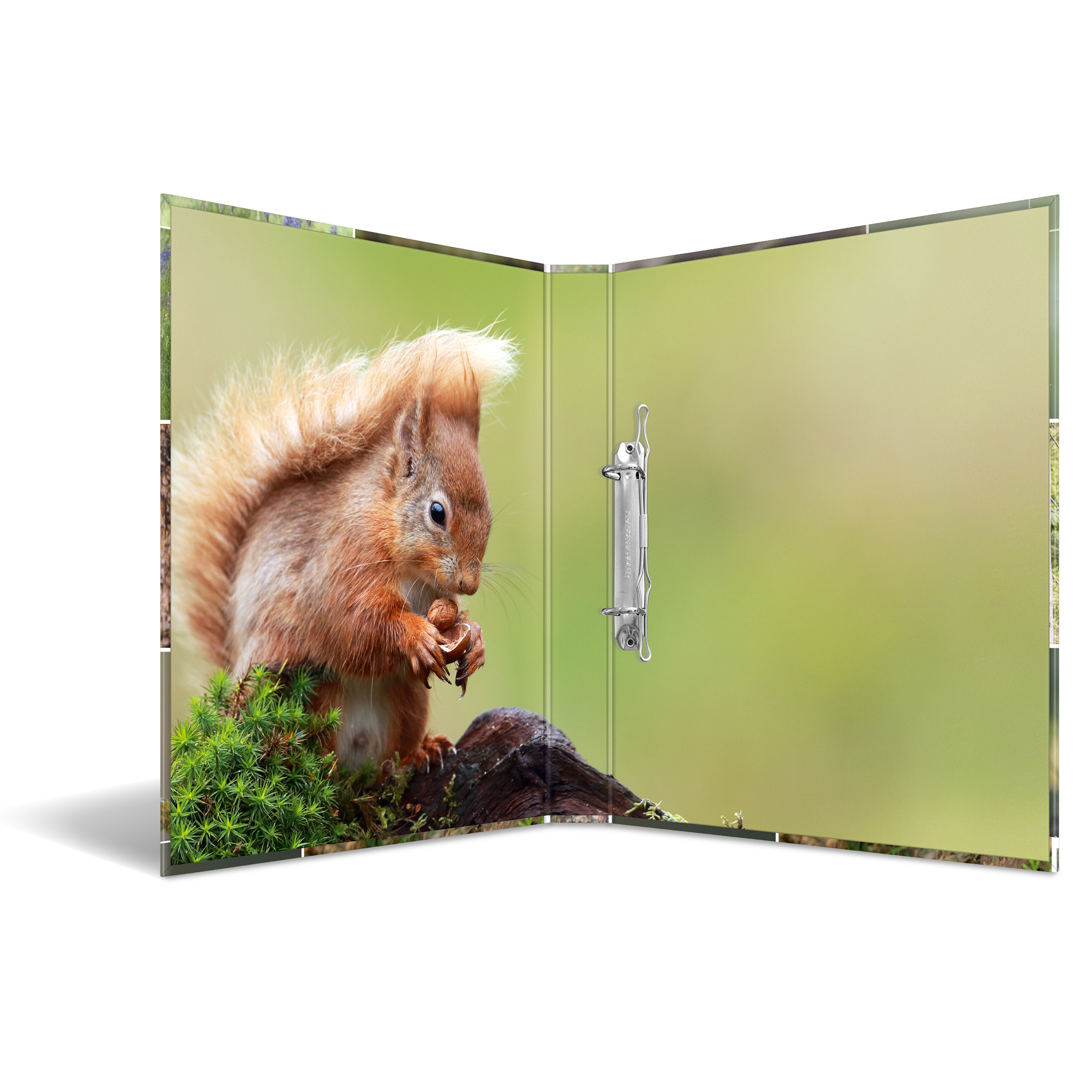 Ruda wiewiórka jedząca orzech na omszałej gałęzi, z zielonym tłem.