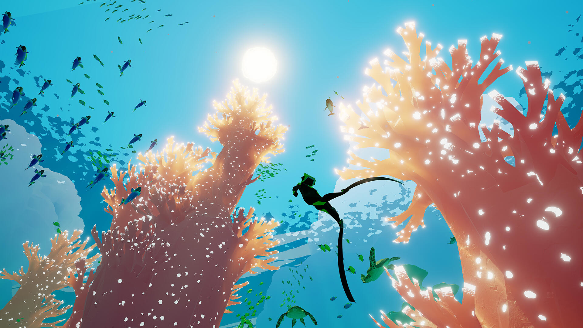 Ein Taucher schwimmt zwischen Korallen und Fischen.