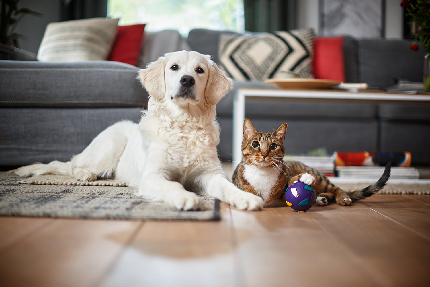 Bir Golden Retriever ve bir tekir kedi halıda yatıyor. Sahne içinde mor bir top var. Ahşap zemin.