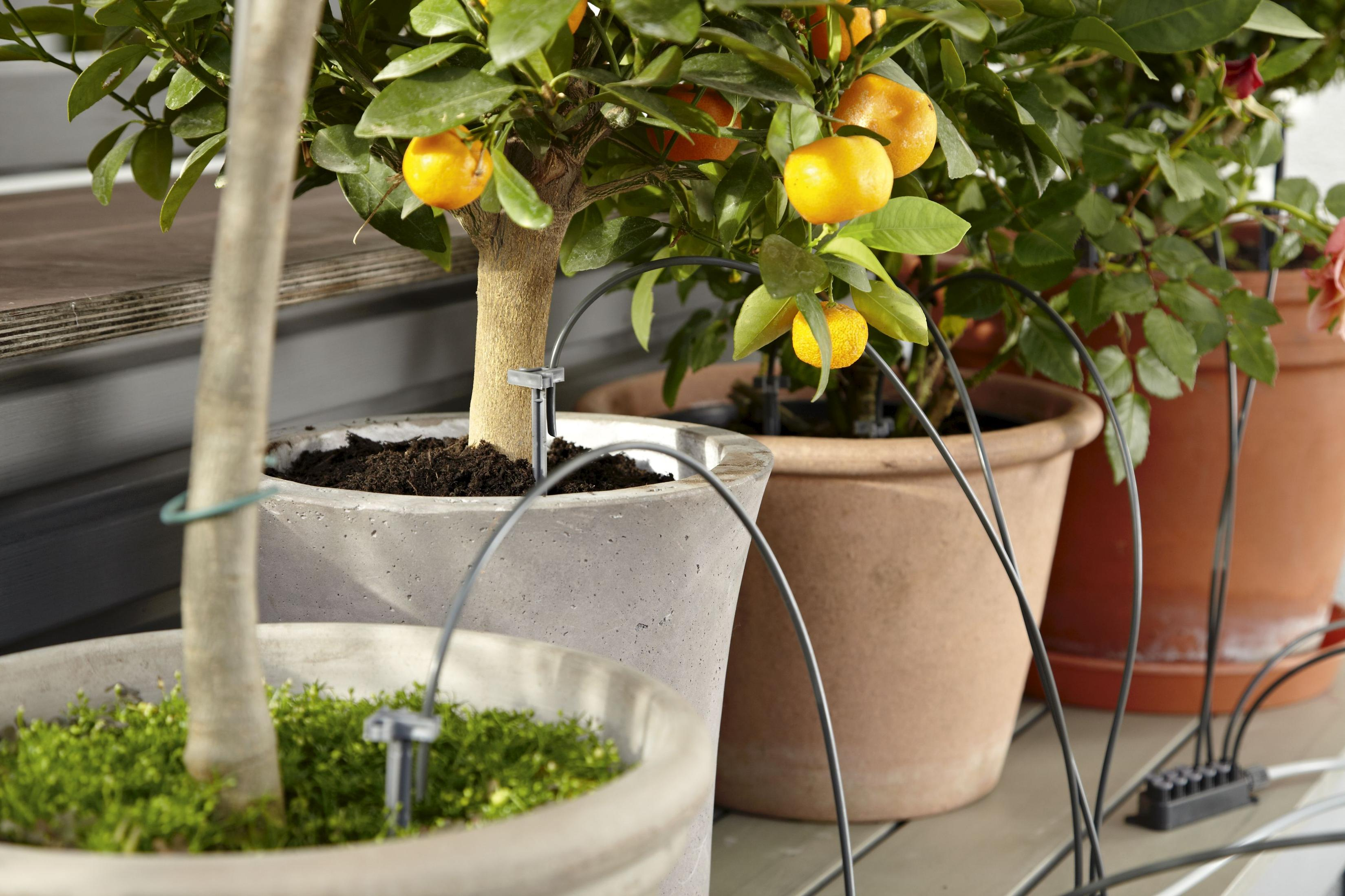 Nahaufnahme von Topfpflanzen. Zitrusbaum mit Orangen, Wasserleitungen und einer Blume. Töpfe auf Holzoberfläche.