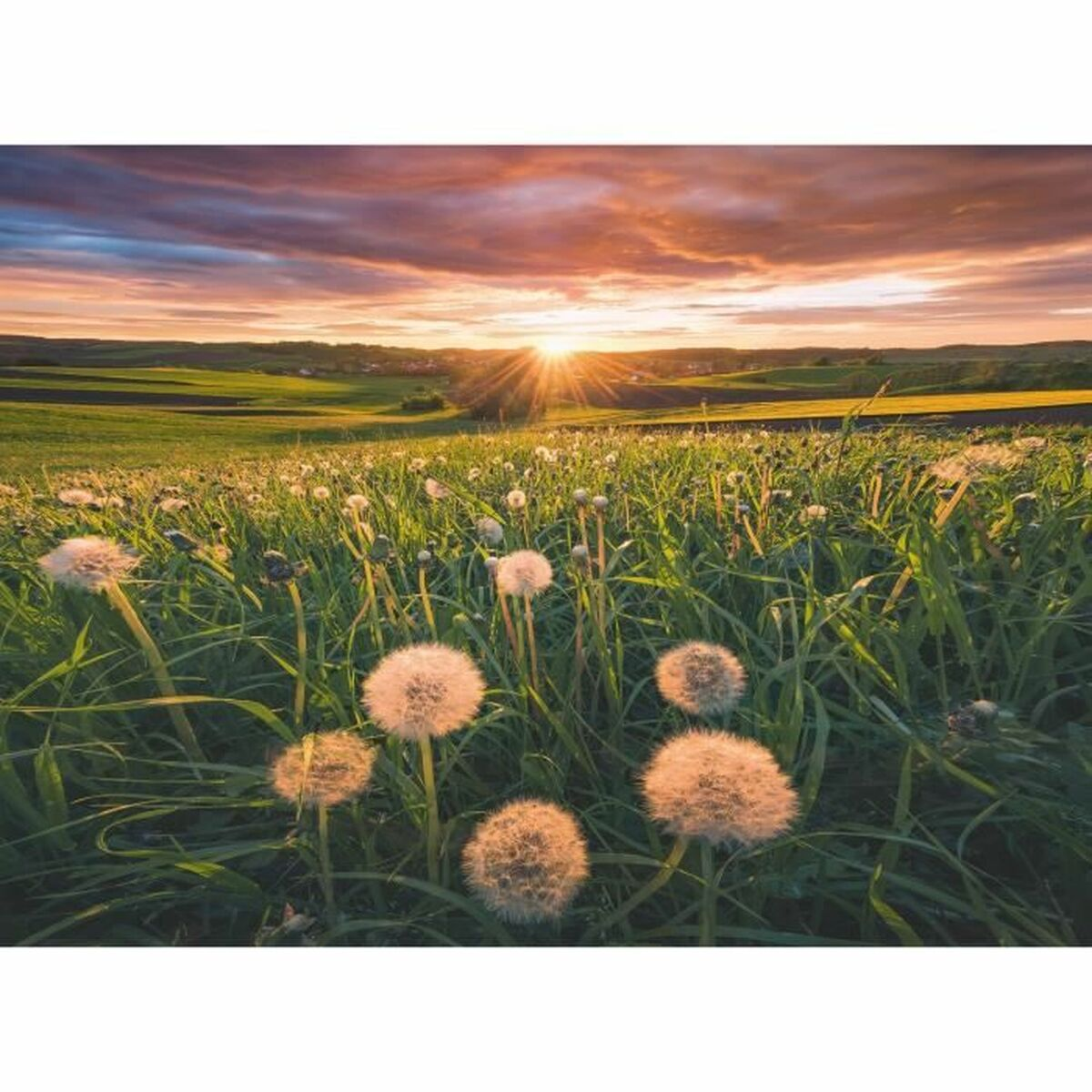 Sonnenuntergang über einem Löwenzahnfeld, mit grünem Gras und farbenfrohem Himmel. Sonnenstrahlen sichtbar.