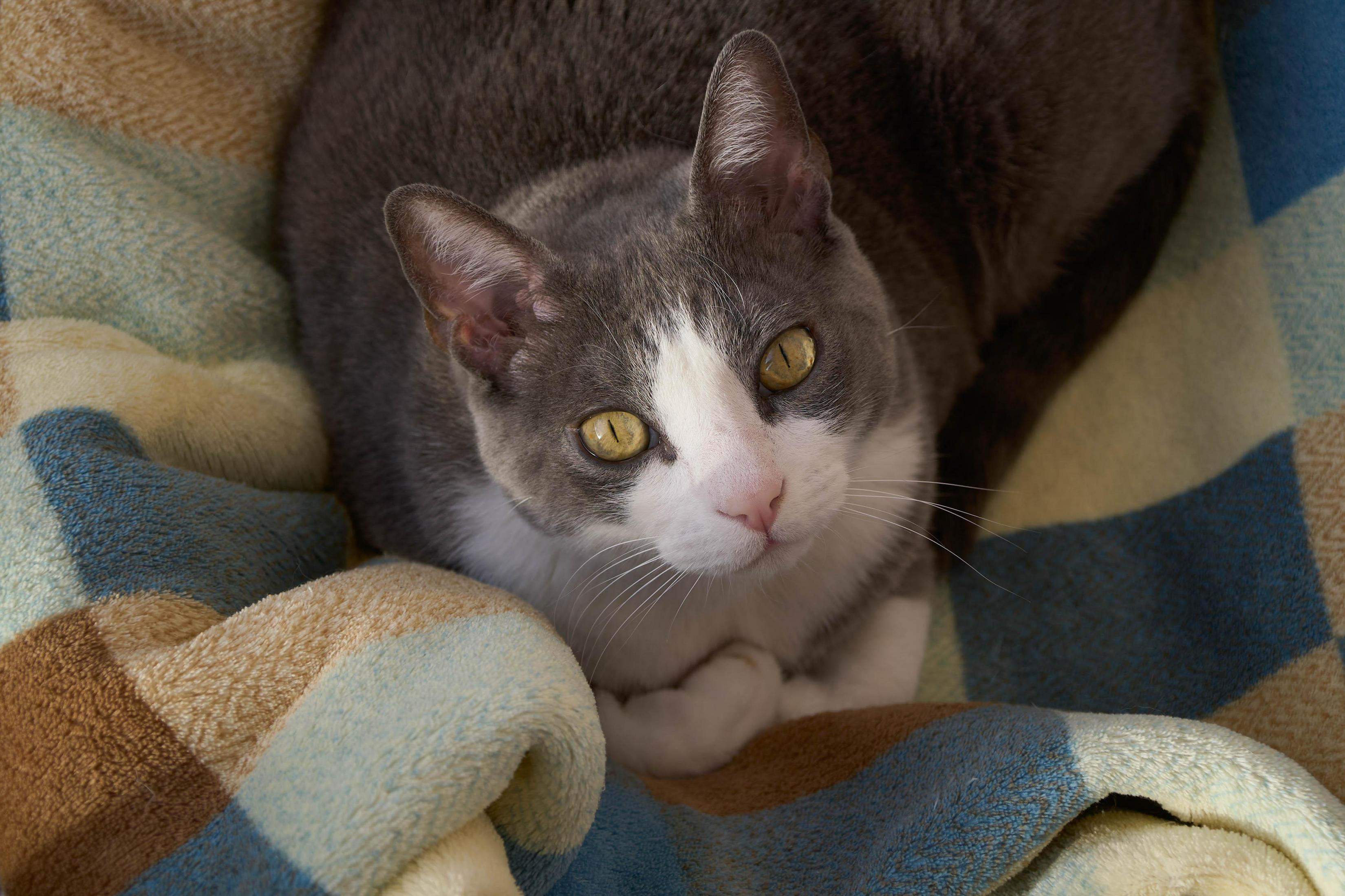 Szary kot z białą twarzą i żółtymi oczami, leżący na kratkowanym kocu.