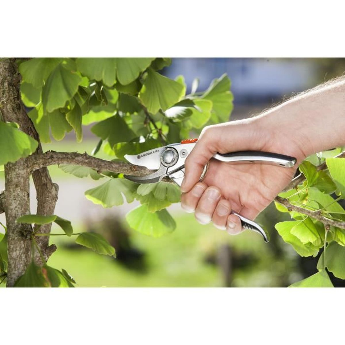 Eine Hand benutzt eine Astschere, um einen Ast eines Ginkgobaums mit grünen Blättern zu schneiden.