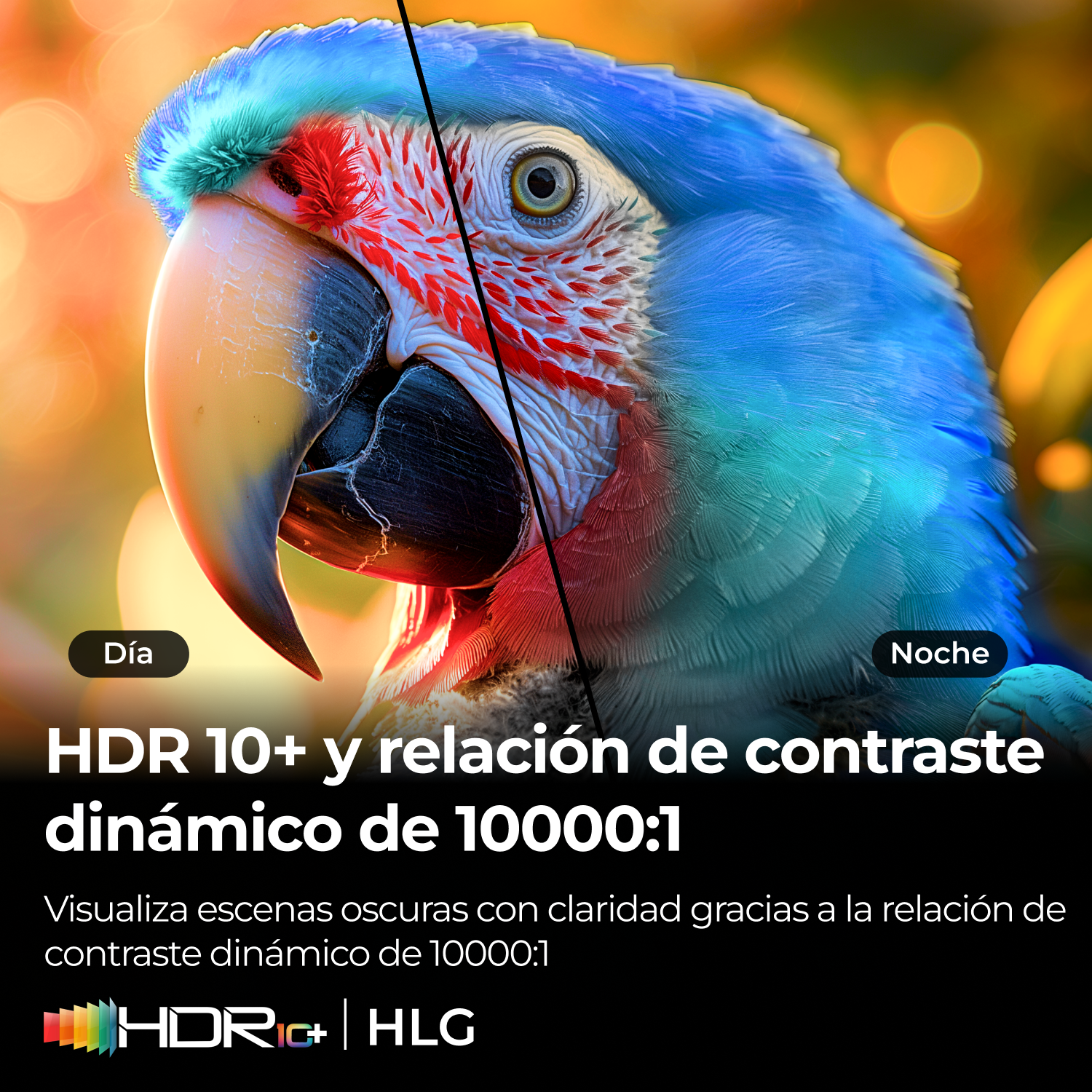 Un primer plano de un loro colorido muestra una comparación de contraste entre el día y la noche.