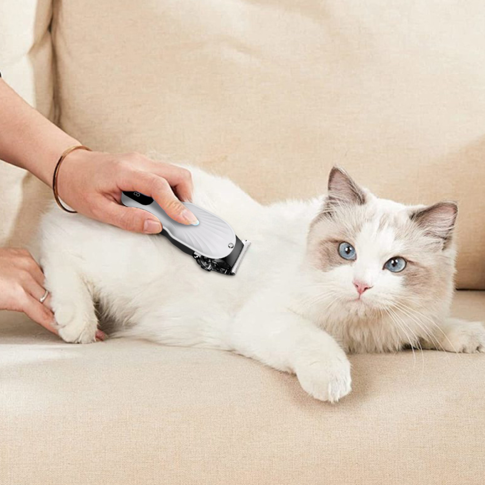 Eine Person benutzt einen elektrischen Trimmer an einer weißen Katze. Die Katze liegt auf einem beigen Sofa.