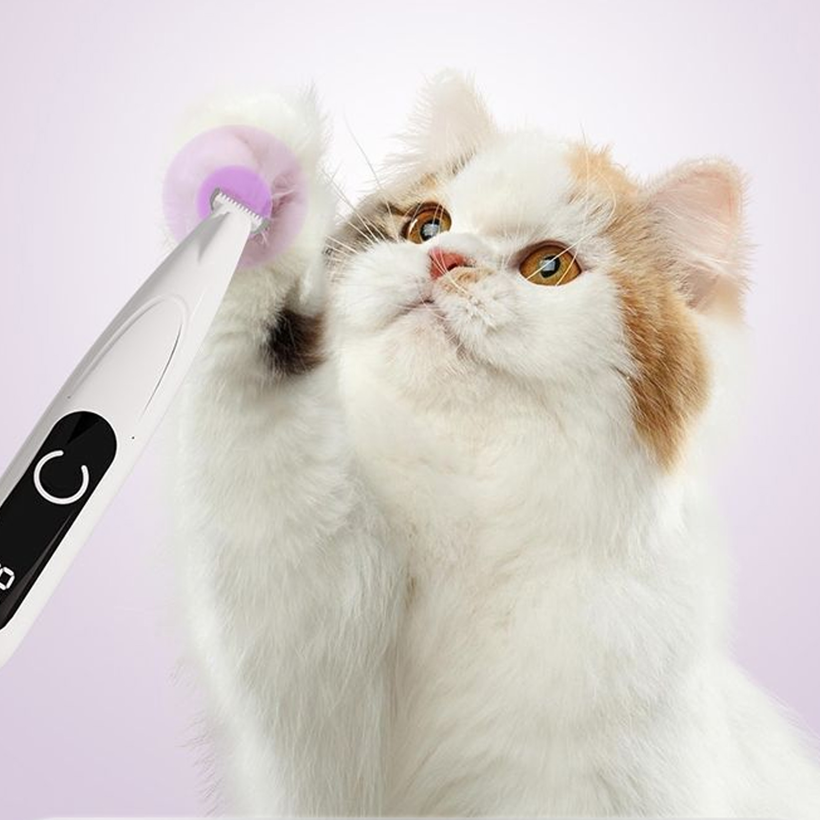 Eine Katze wird mit einem kleinen Trimmer gepflegt, die Katze schaut nach oben.
