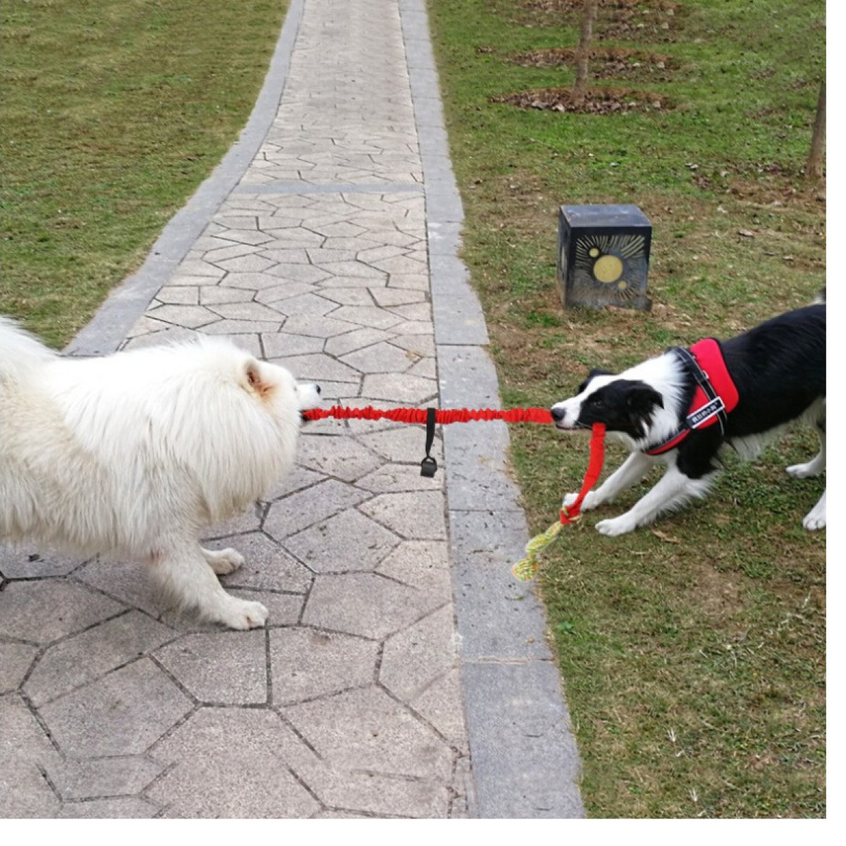 Two dogs playing tug of war with a red rope. Green grass background.