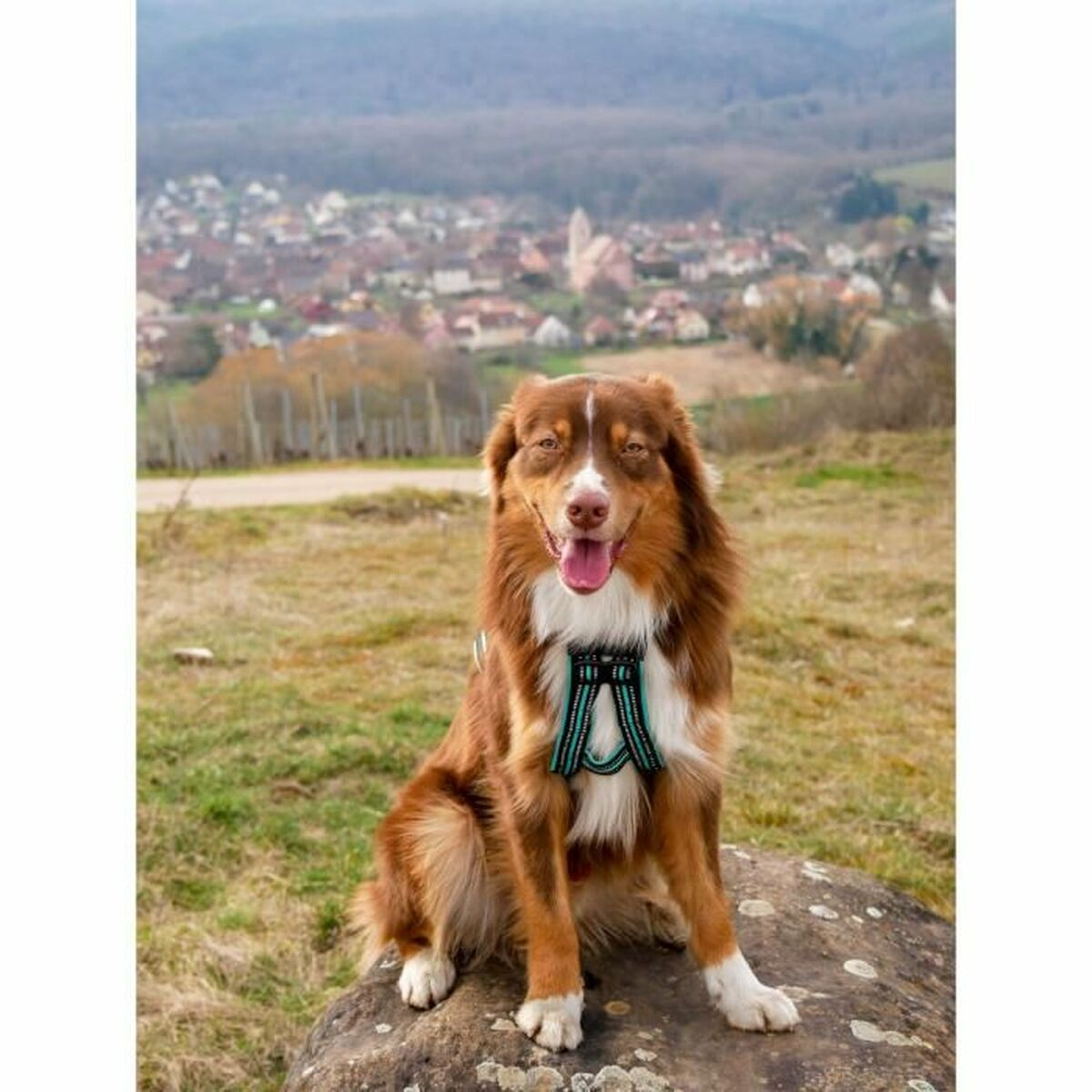 Ein braun-weißer Hund mit Geschirr sitzt auf einem Felsen mit Blick auf eine Stadt. Der Himmel ist bedeckt.