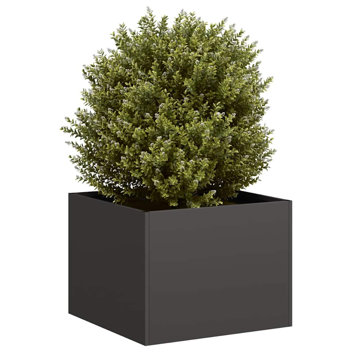 Fioriera quadrata nera con una pianta verde a forma di palla. Sfondo bianco.