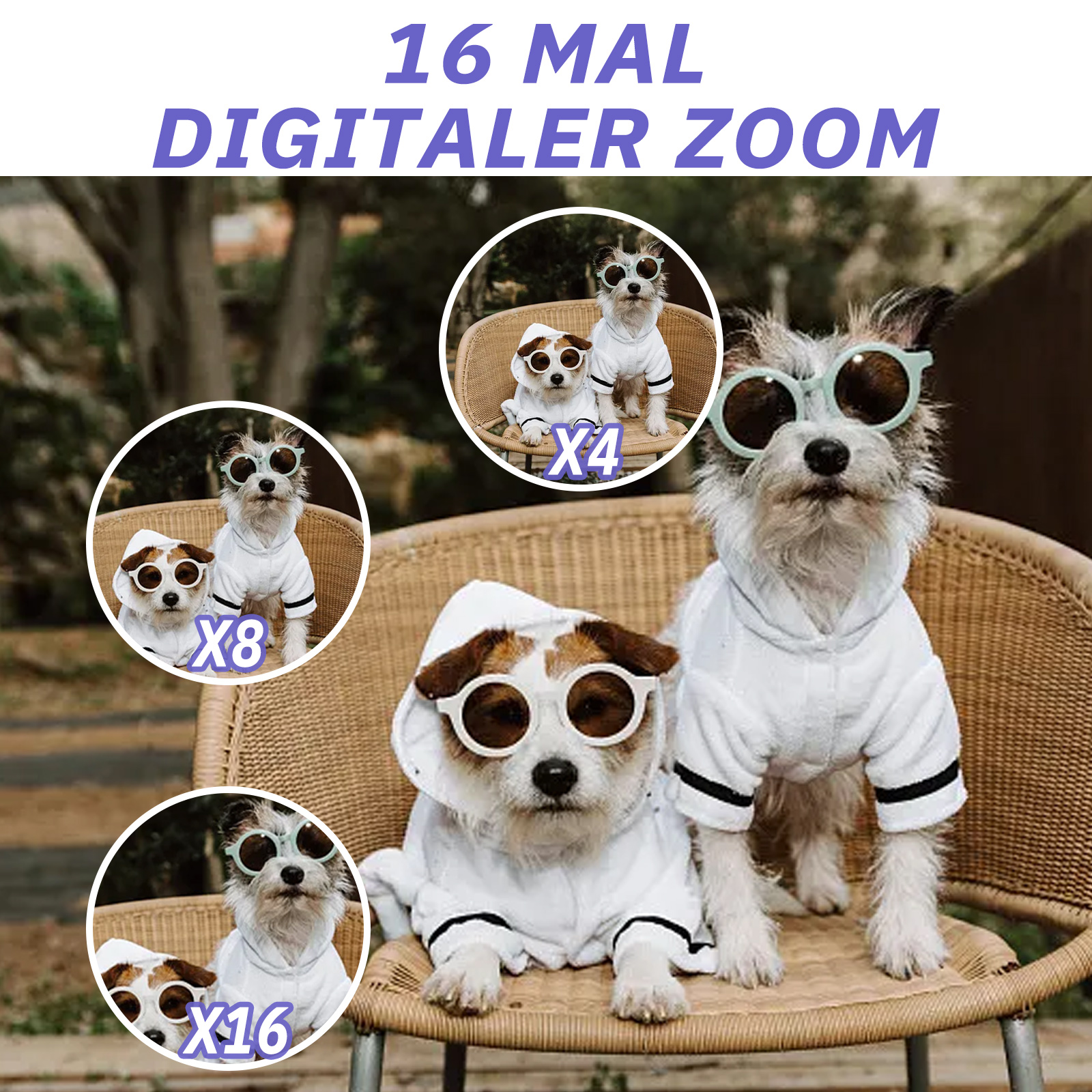 Hunde mit Sonnenbrillen und weißen Kapuzenpullovern sitzen auf einem Stuhl. Es gibt auch vergrößerte Bilder.