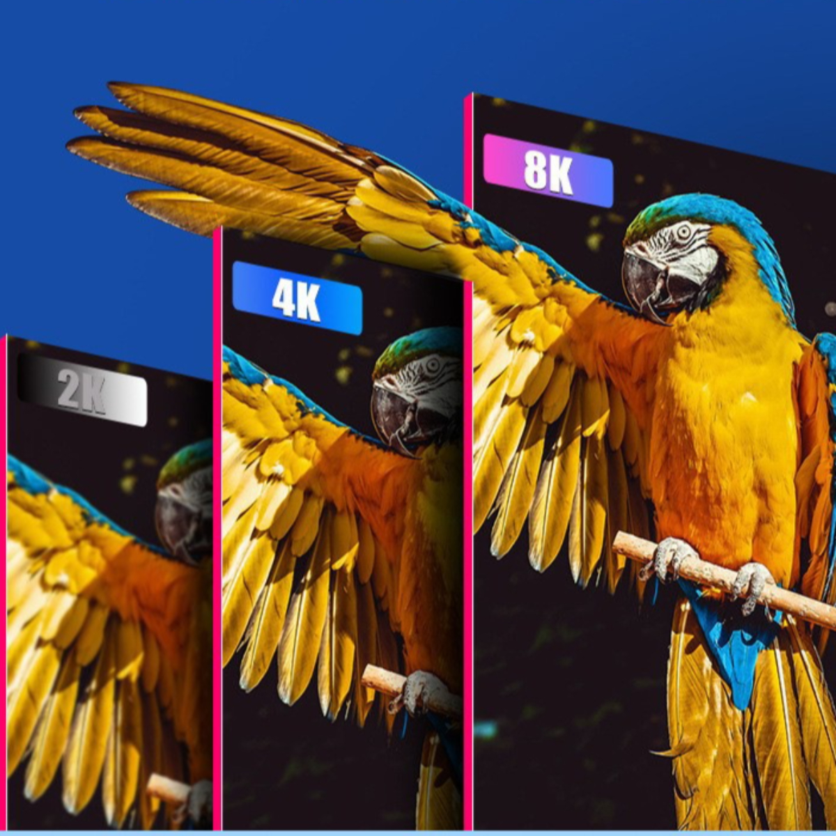 Ein Ara mit gelben, blauen und orangen Federn, vor Bildschirmen mit der Aufschrift 2K, 4K und 8K, auf blauem Hintergrund.