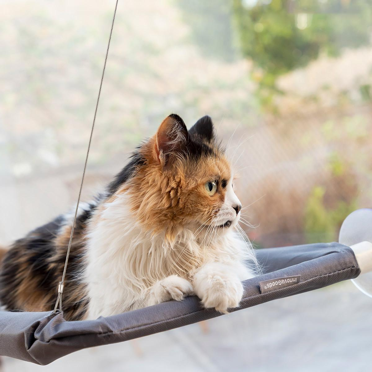 Un gato descansa en una cama montada en la ventana, mirando hacia afuera. El gato es tricolor.