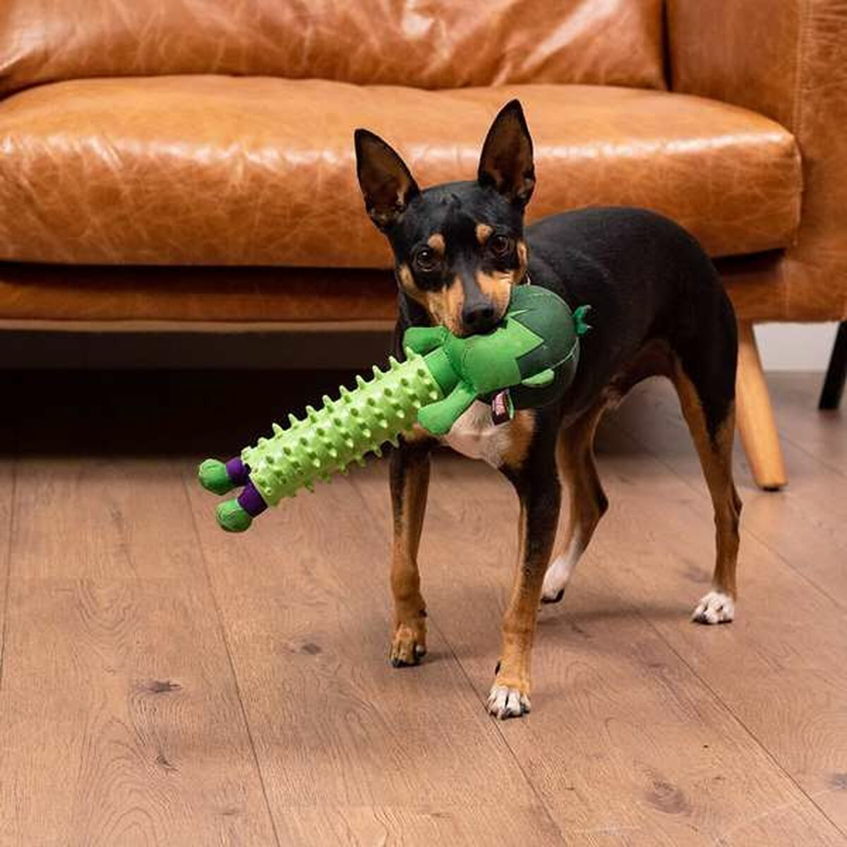 Cane che tiene un giocattolo di Hulk verde con un corpo spinato. Cane in piedi su pavimento in legno vicino a una poltrona.