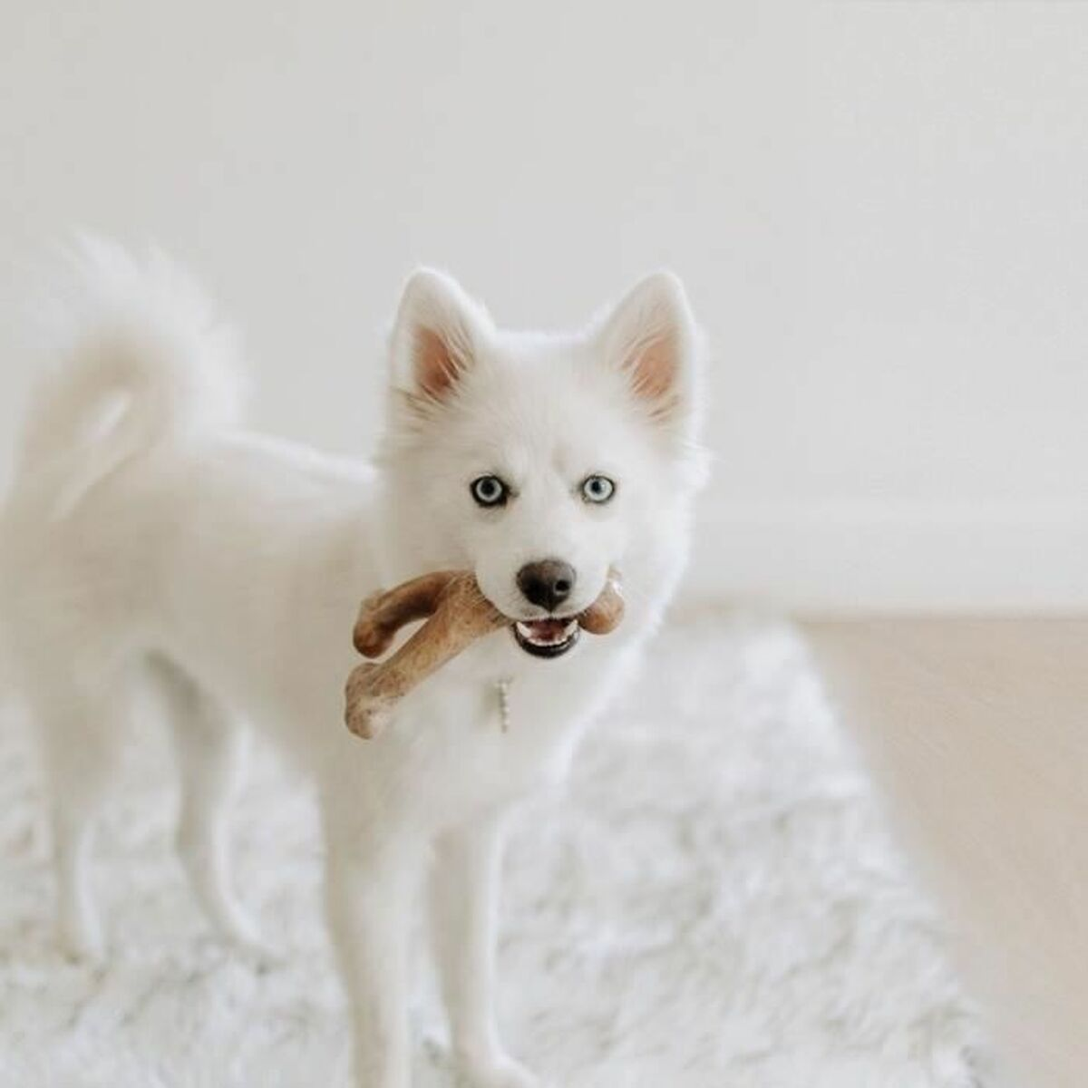 Un cane bianco con gli occhi azzurri tiene in bocca un giocattolo da masticare a forma di osso.