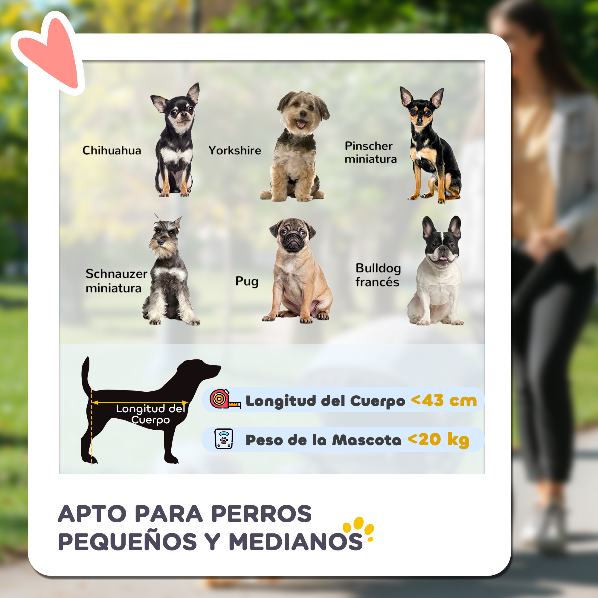 Imagen muestra razas de perros: Chihuahua, Yorkshire, Pinscher, Schnauzer, Pug, Bulldog. Texto dice: perros pequeños y medianos.