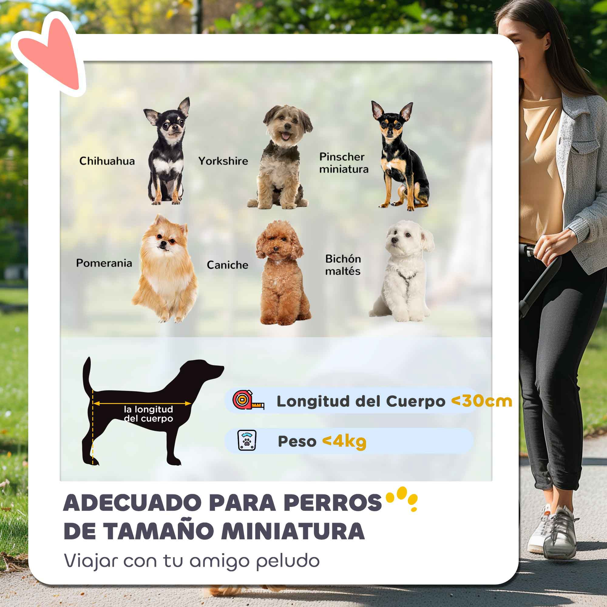 Imágenes de perros pequeños, con directrices de longitud y peso corporal, ideales para razas miniatura.