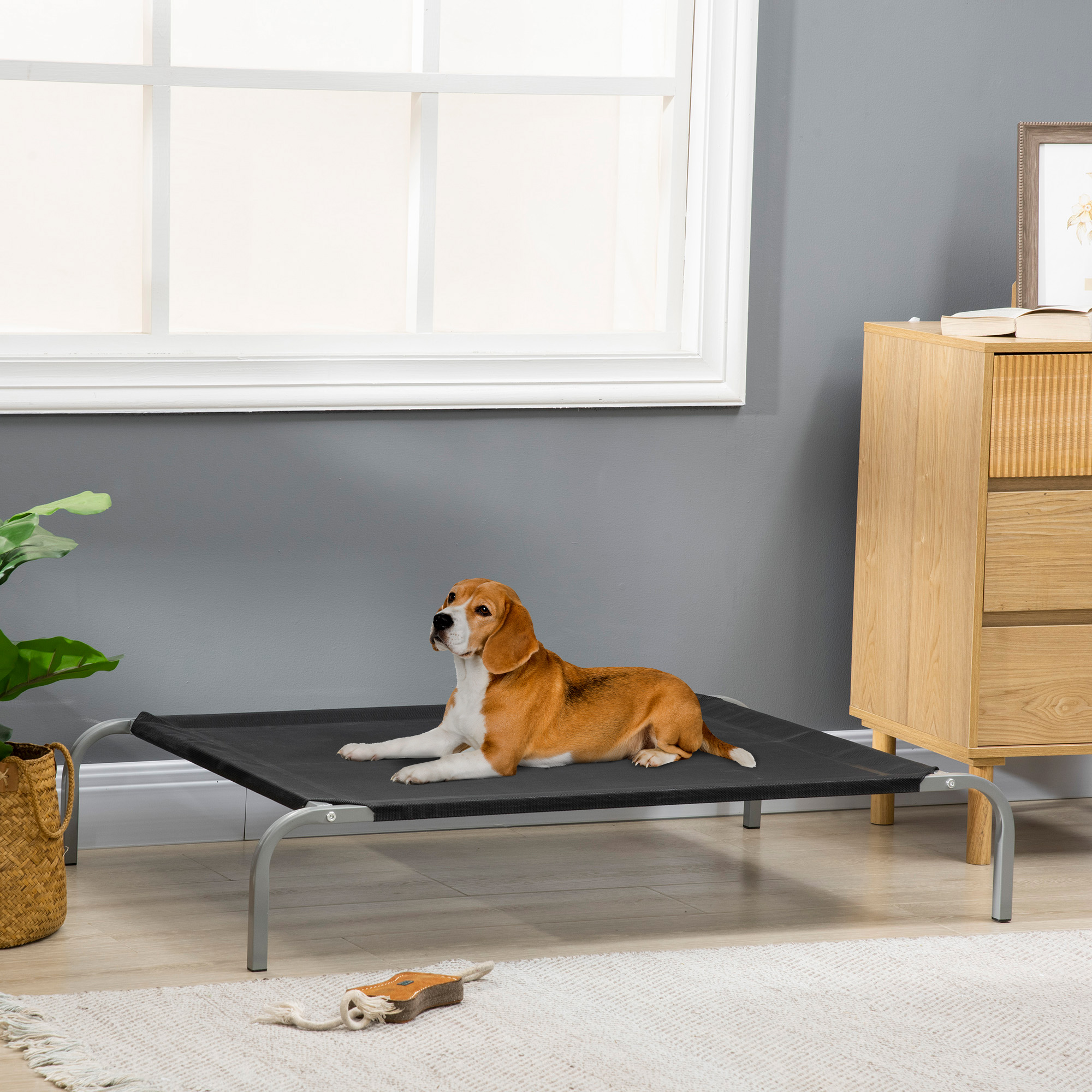 Perro beagle tumbado en una cama elevada negra, cerca de una ventana y un armario de madera.