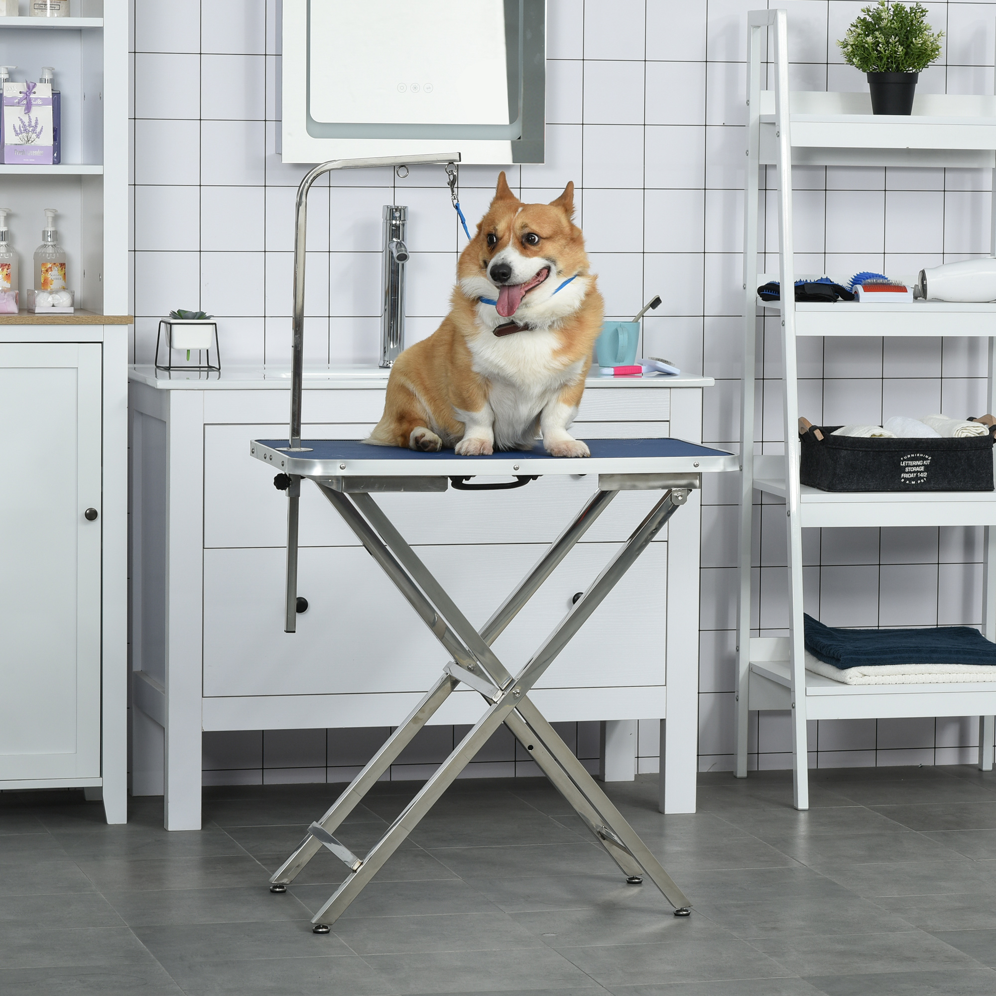 Un perro corgi está sentado en una mesa de aseo azul en una habitación con suministros de aseo, con fondo blanco.