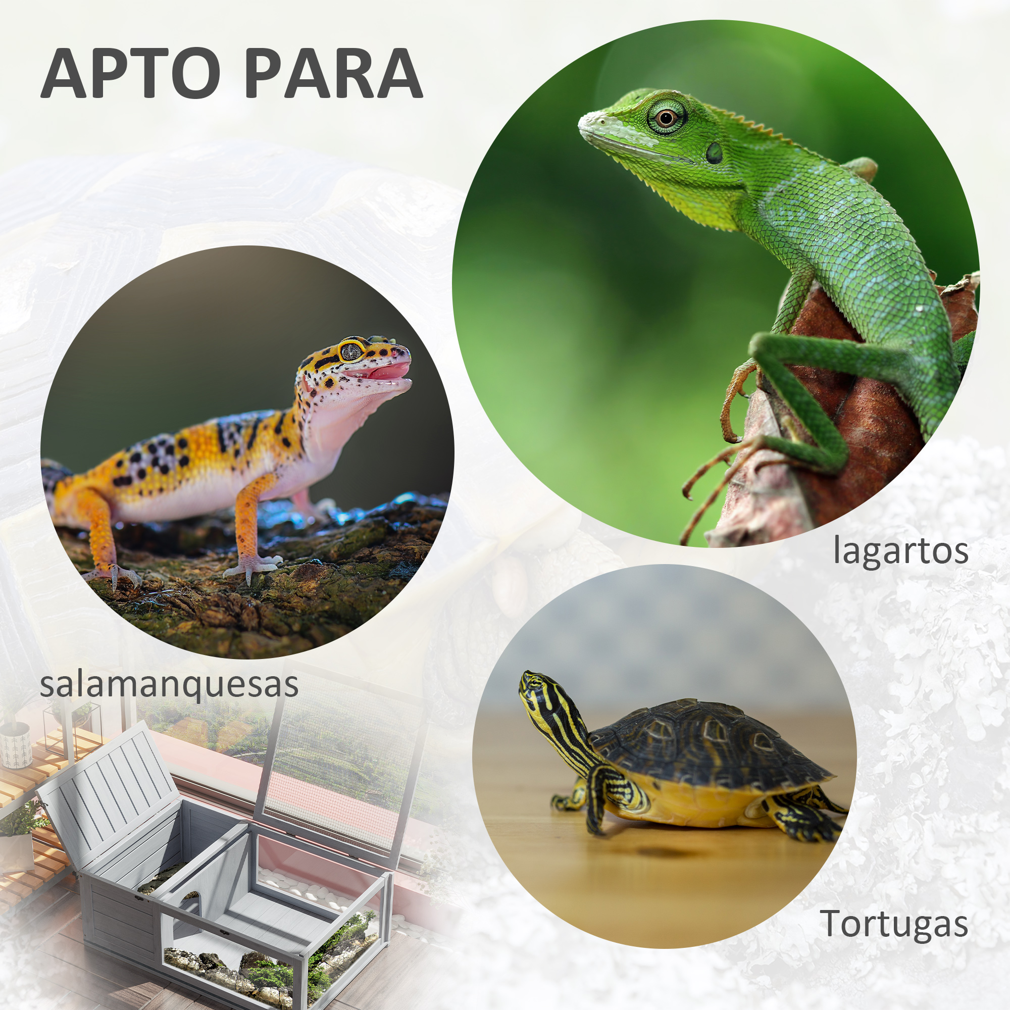 Imágenes de reptiles: gecko en madera, lagarto verde y tortuga. Texto: apto para.