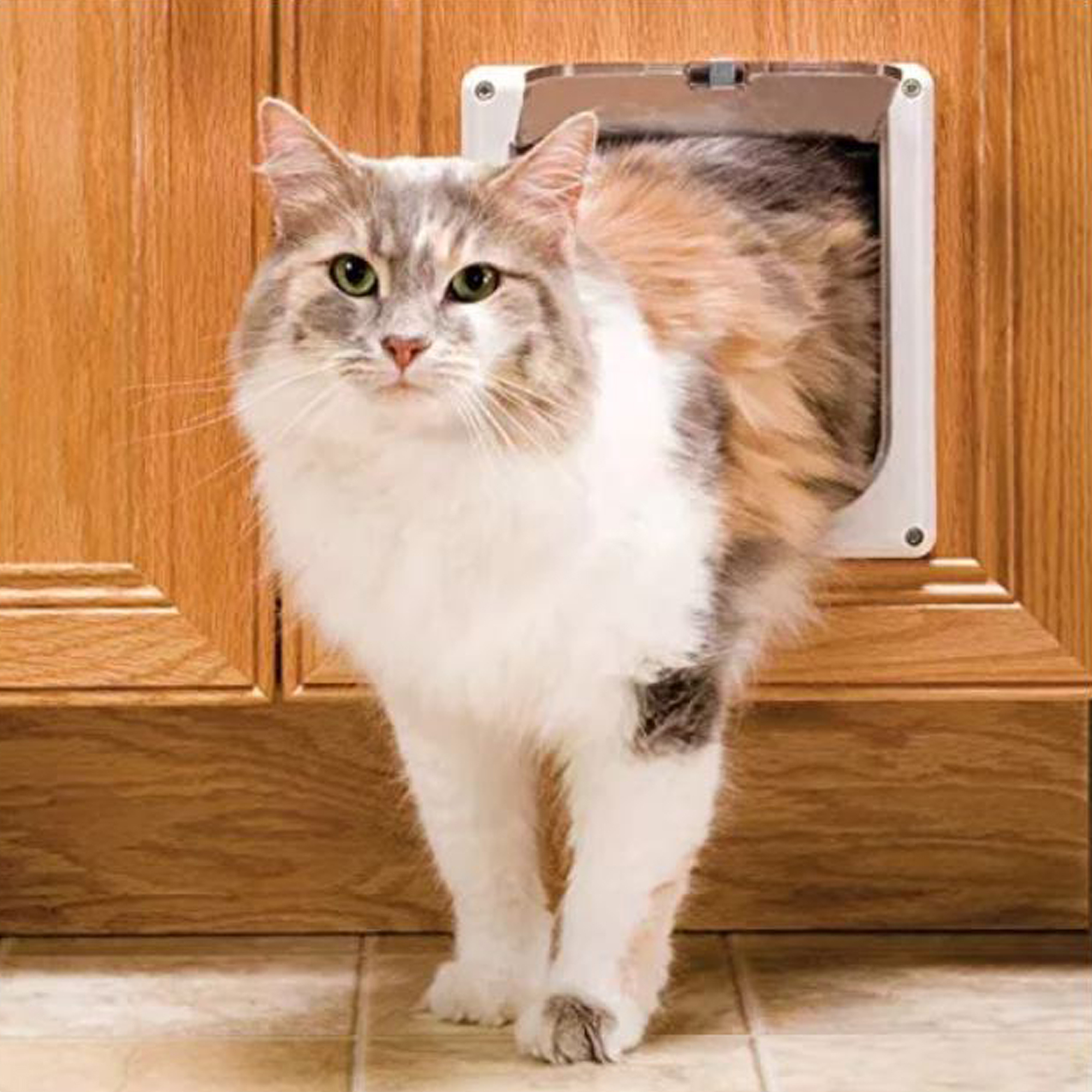 Un gato esponjoso está pasando por una puerta para gatos en una puerta de madera.