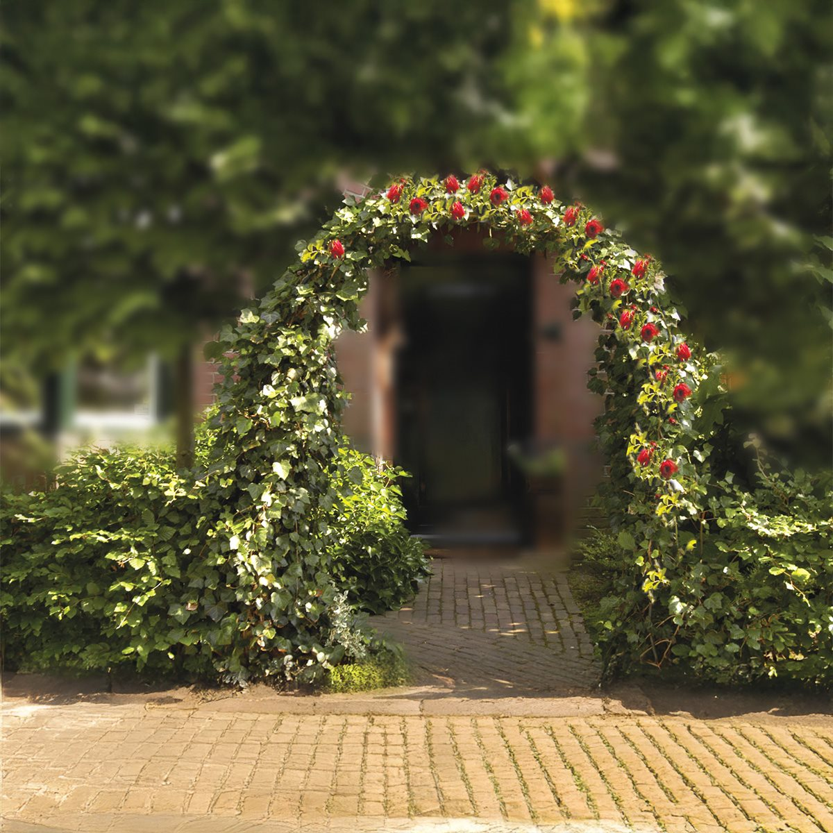 A garden arch covered in green leaves and red flowers, leading to a doorway. Bushes on either side.