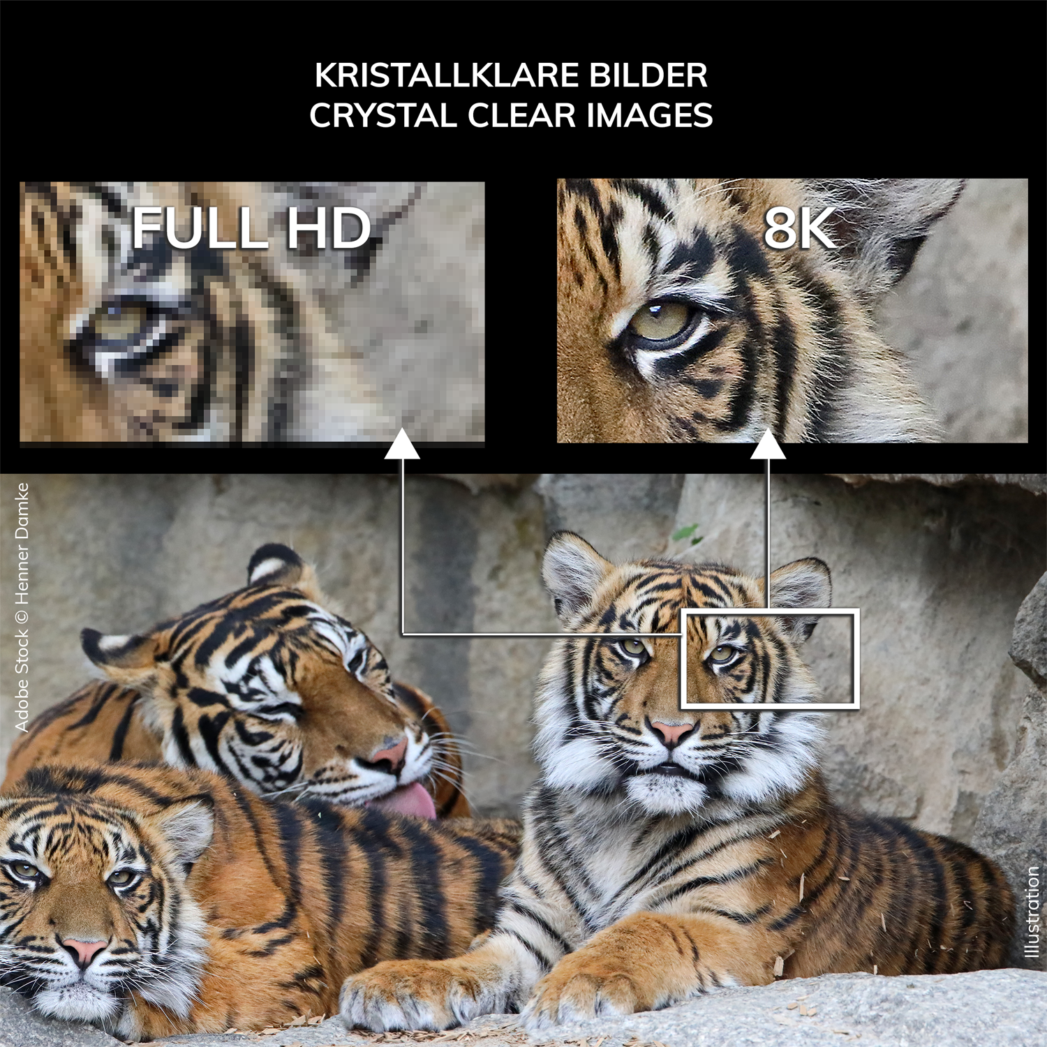 Bildvergleich von Full HD- und 8K-Tigerbildern. Tiger sind im unteren Teil des Bildes im Fokus. Der Text ist auf Deutsch und Englisch.