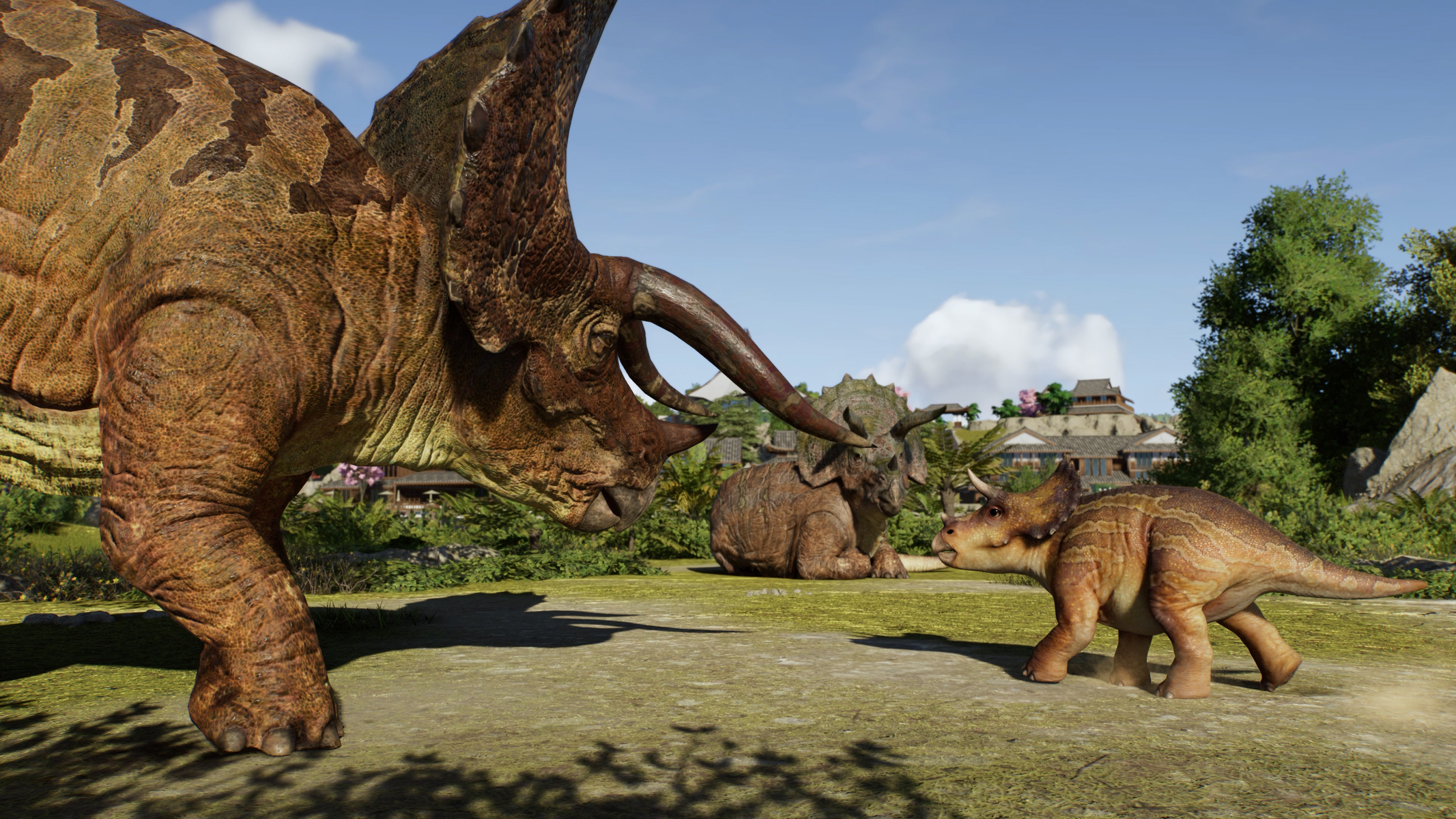 Trzy dinozaury, w tym duży triceratops, na zielonym polu. Dziecko dinozaur staje naprzeciwko dużego.