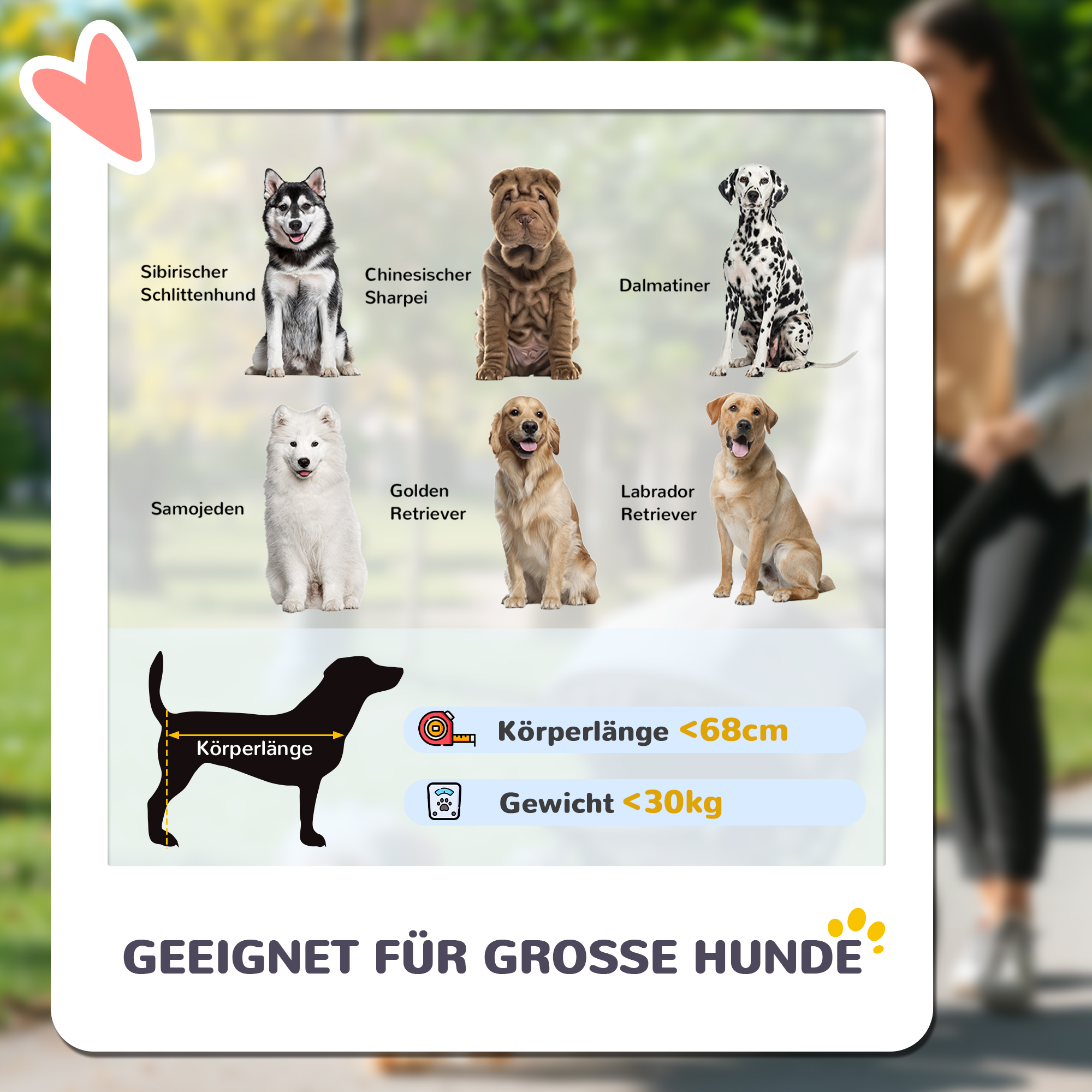 Bild mit verschiedenen Hunderassen mit Größenangaben. Rassen sind Siberian Husky, Shar Pei und Dalmatiner.