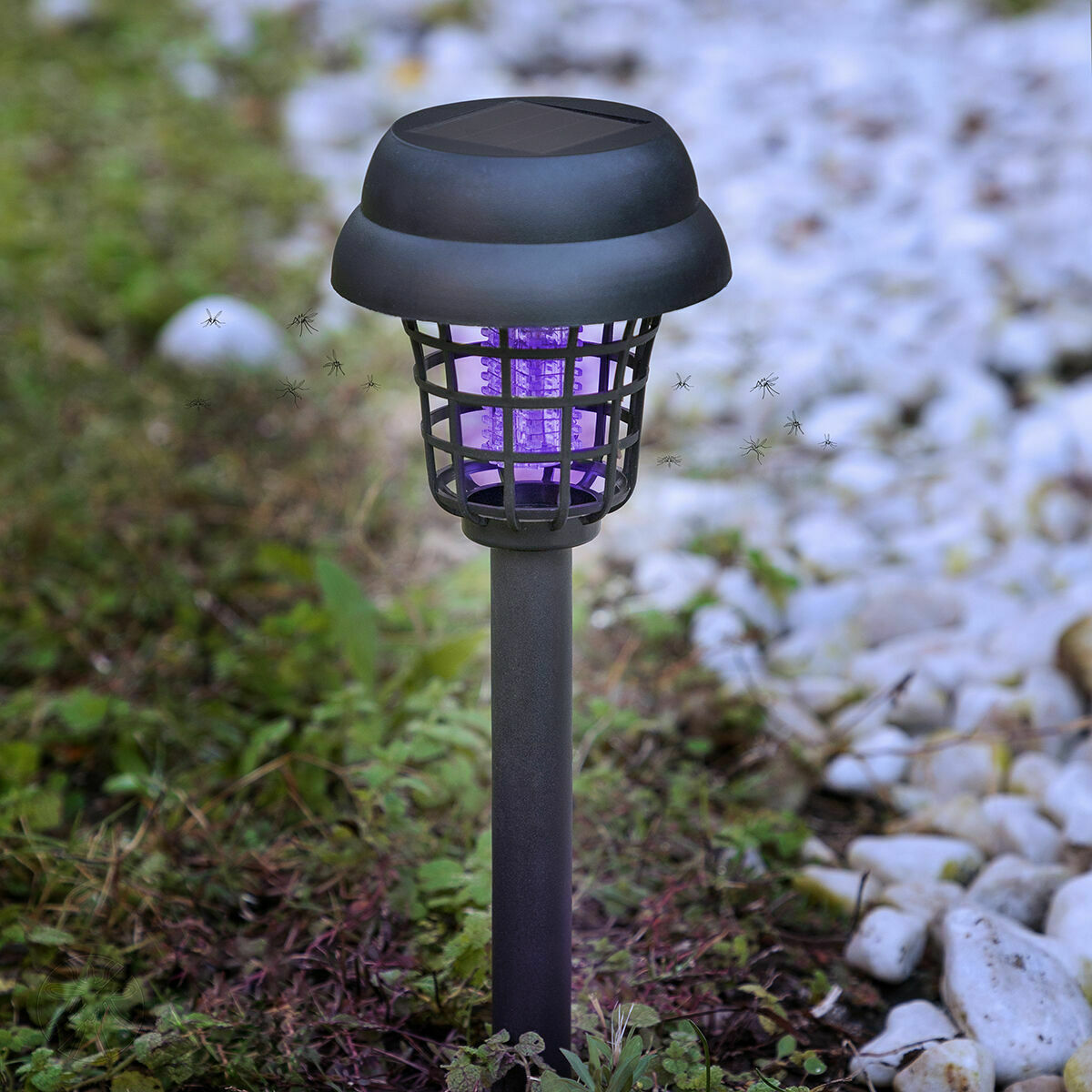 Una lampada antizanzare nera emette una luce viola, circondata da piante e un terreno roccioso bianco.