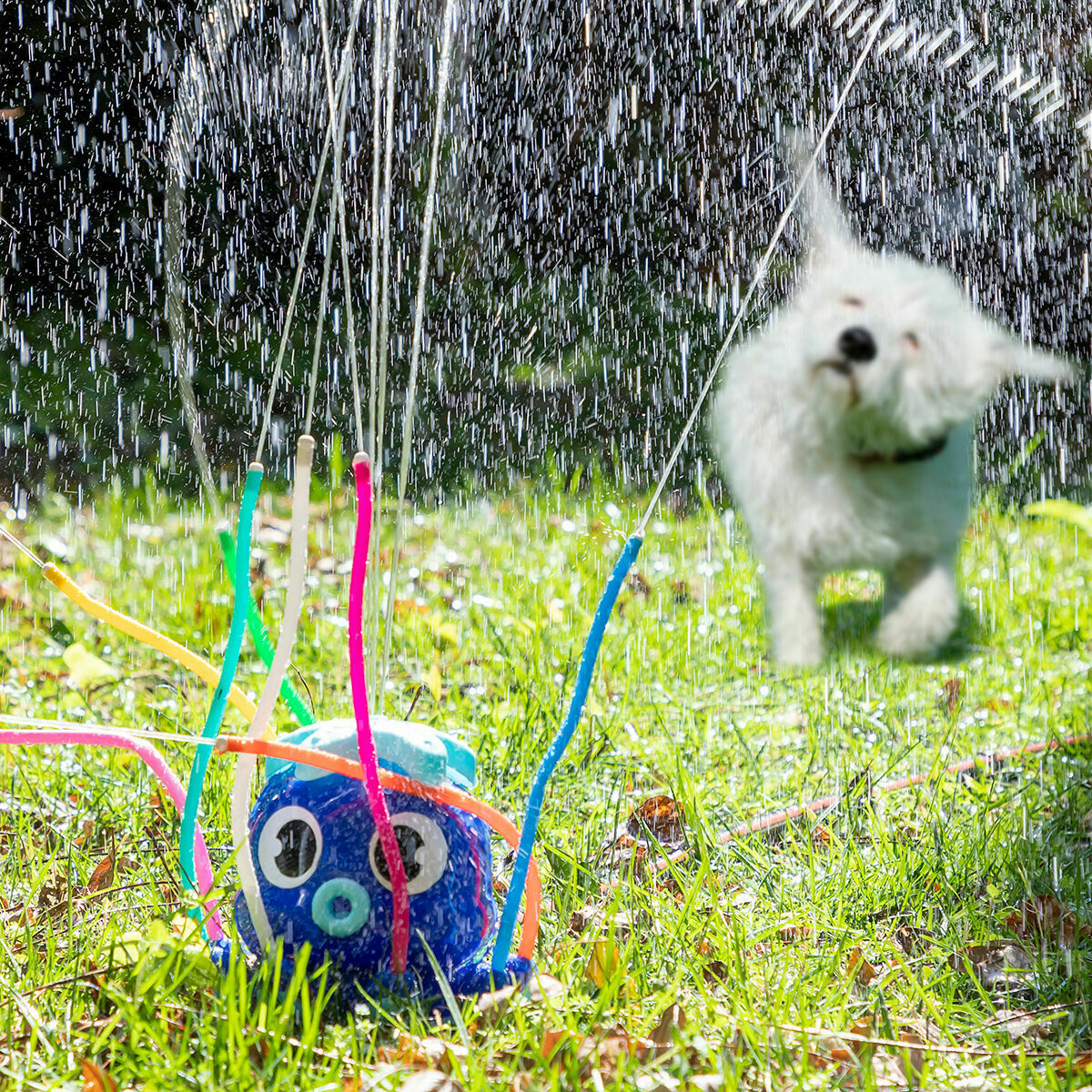 Ein weißer Hund schüttelt Wasser ab in der Nähe eines blauen Oktopus-Sprinklers auf dem Rasen, Wasser spritzt daraus.