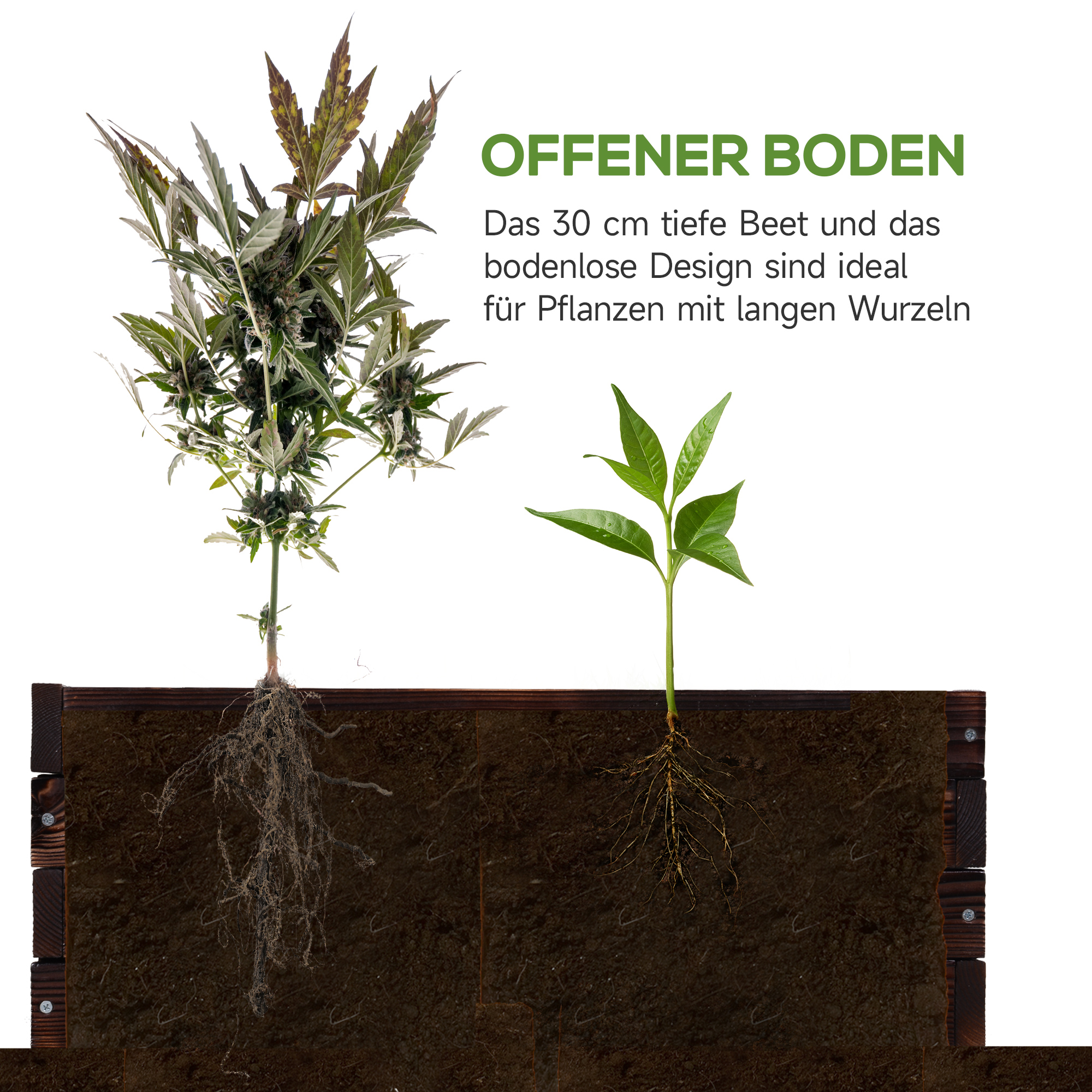 Zwei Pflanzen mit sichtbaren Wurzeln in einer Erdkiste; Text oben.