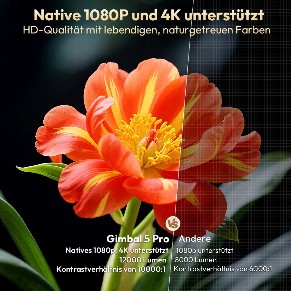 Nahaufnahme einer orangefarbenen Blume mit gelben Streifen. Text über native 1080P- und 4K-Unterstützung und Kontrastverhältnis.