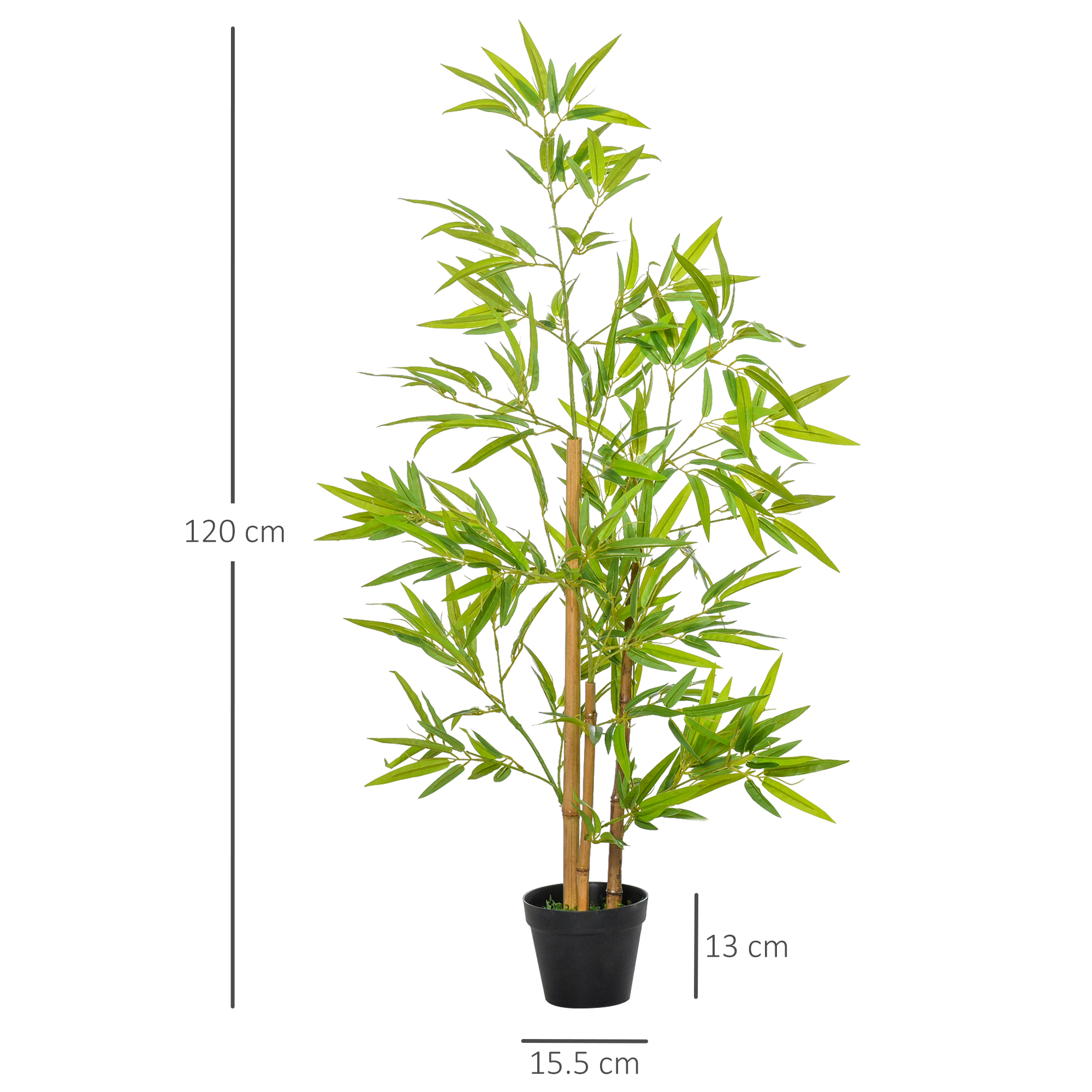 Eine Bambuspflanze in einem schwarzen Topf mit Messungen auf der linken Seite, sie ist 120 cm hoch und 13 cm breit.
