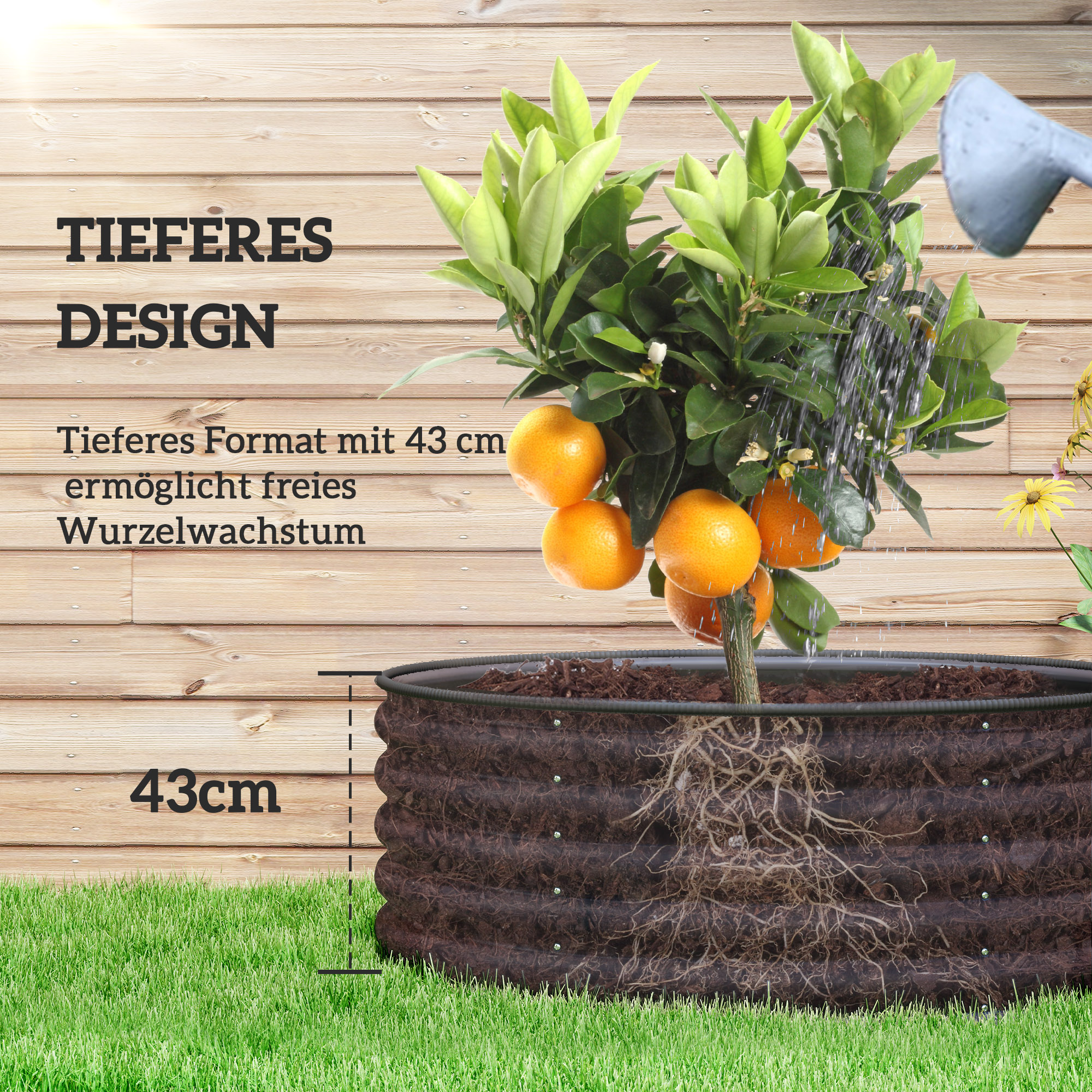 Ein Hochbeet mit Pflanze. Die Pflanze hat Orangen. Text zeigt 43 cm. Im Hintergrund ein Holzzaun.