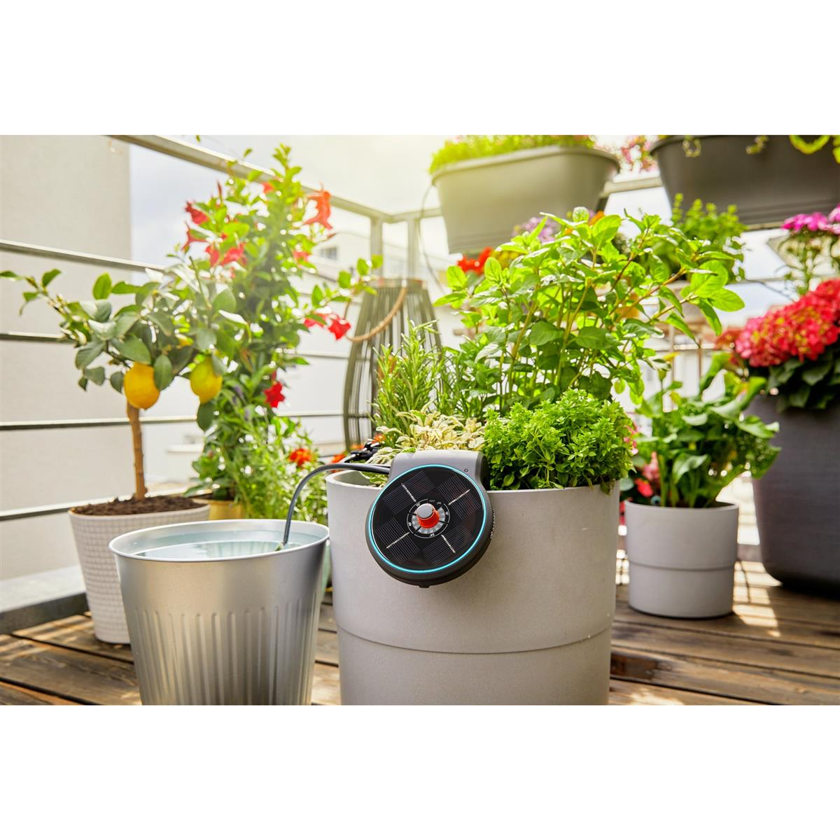 Una colección de plantas en macetas en un balcón, incluido un limonero, con un sistema de riego negro.