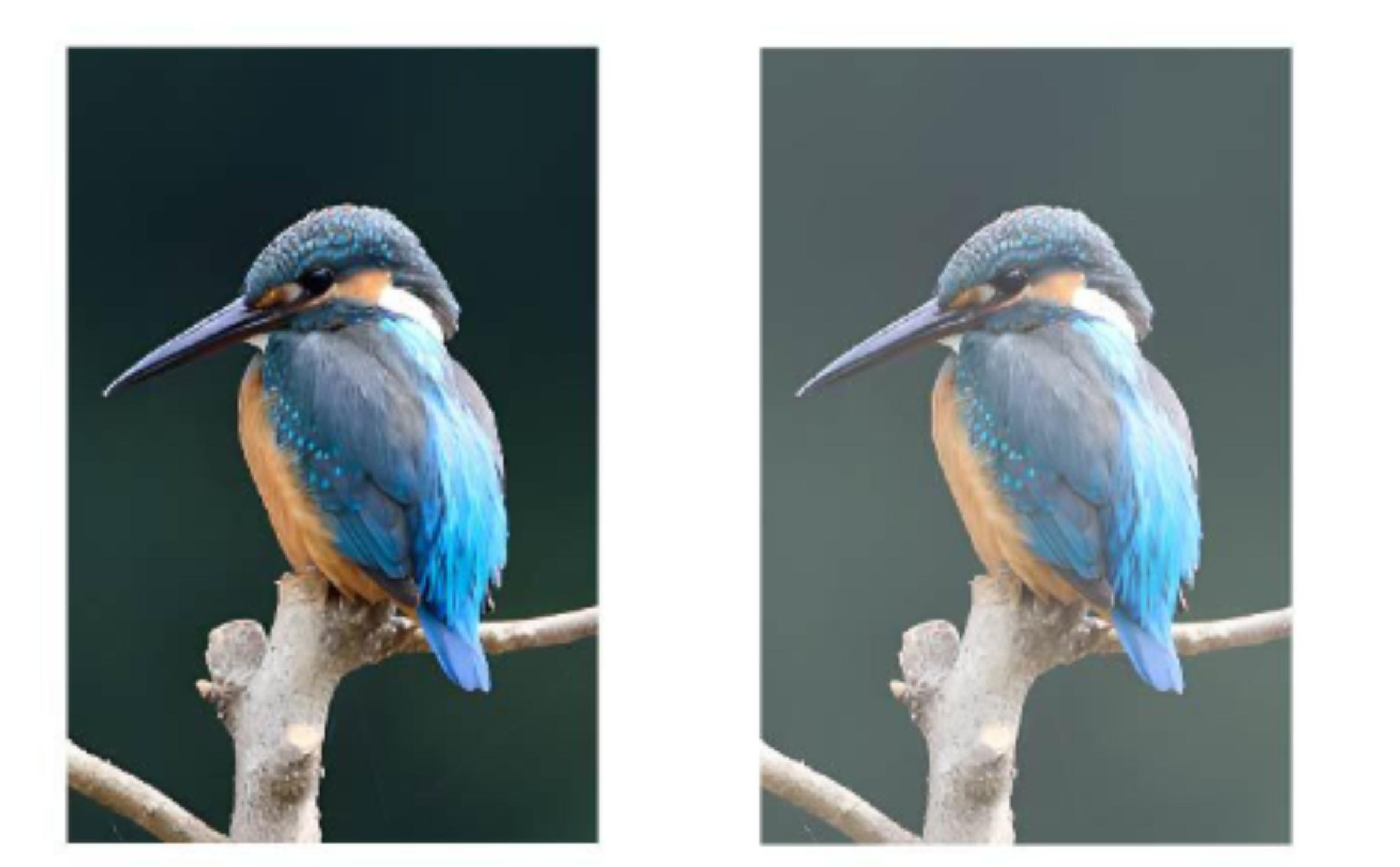Zwei Bilder eines Eisvogels auf einem Ast. Der Hintergrund ist grün verschwommen.
