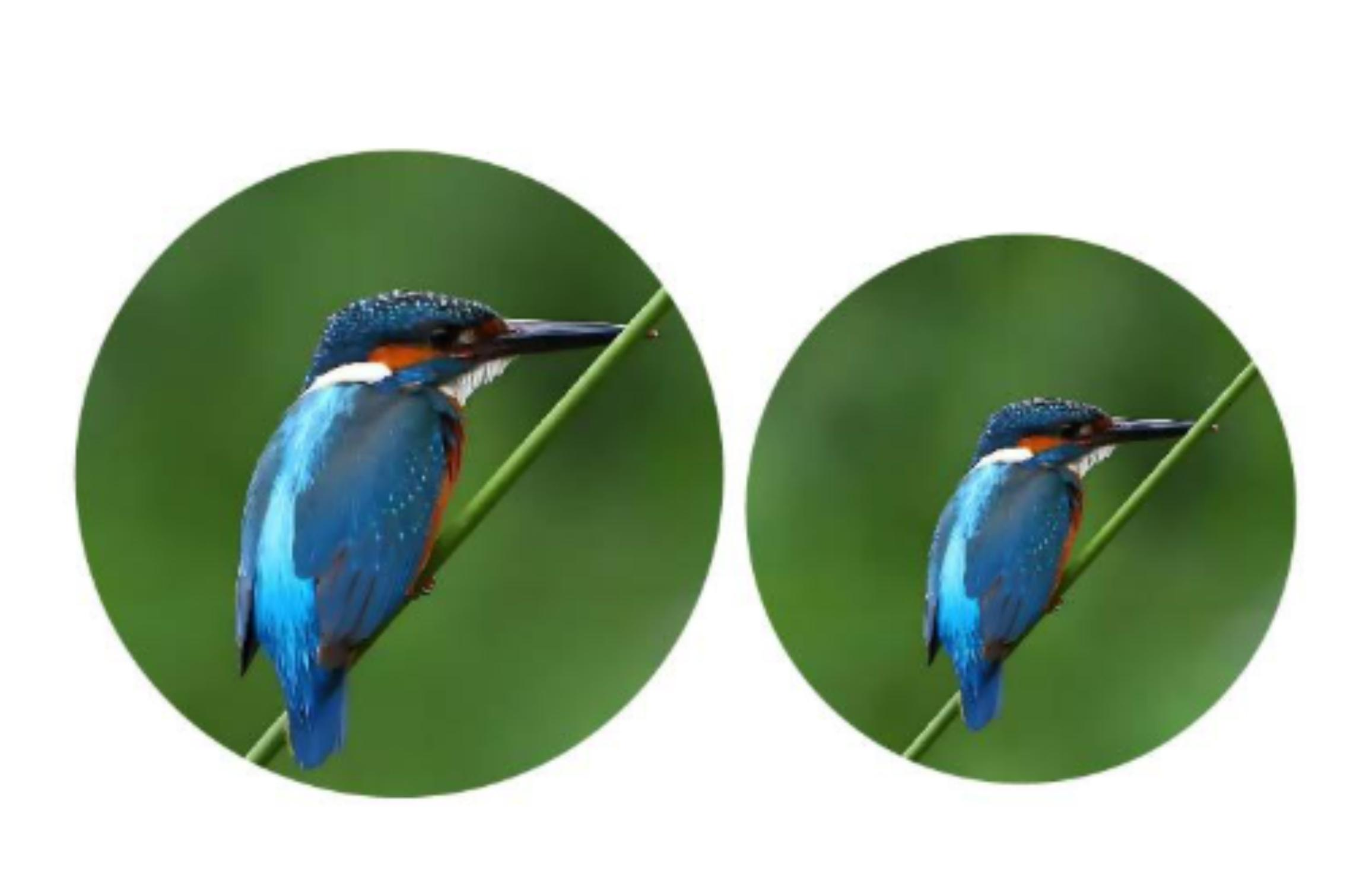 Zwei Bilder eines Eisvogels in einem Kreis. Der Hintergrund ist grün.