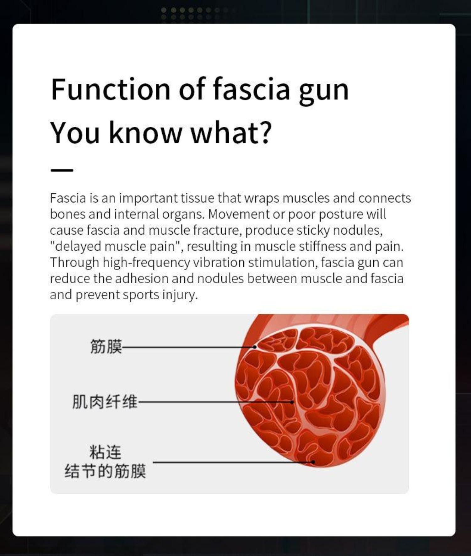Diagramm von Muskelfasern und Faszien. Die Faszien sind in chinesischen Schriftzeichen beschriftet. Rote und weiße Farben.