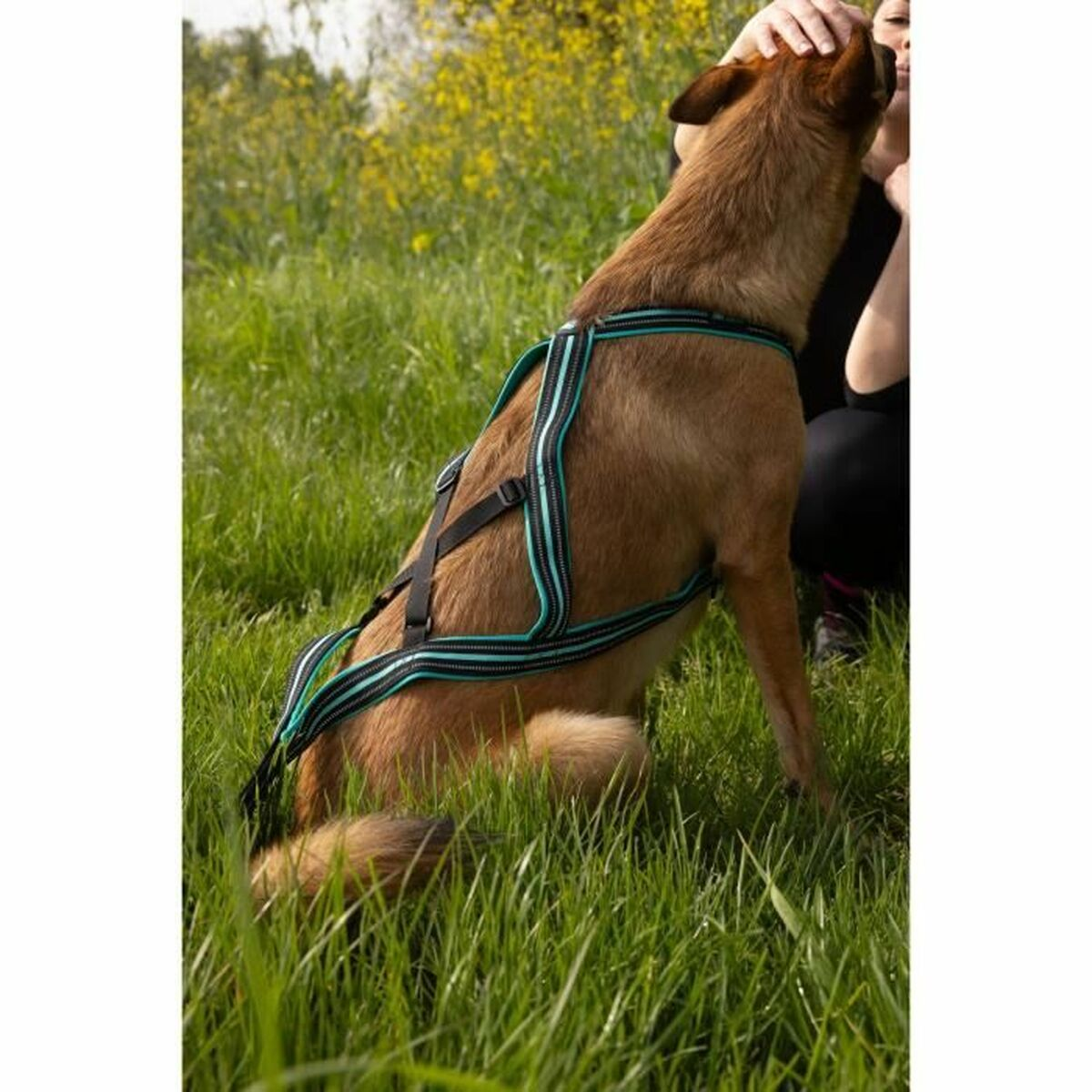 Ein brauner Hund mit Geschirr wird auf einer Wiese gestreichelt.