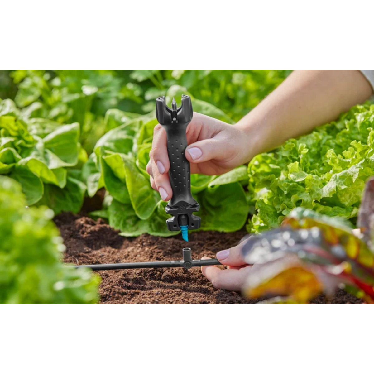 Hände, die einen schwarzen Bewässerungsanschluss in einen schwarzen Schlauch in einem Gartenbeet mit grünen Pflanzen stecken.