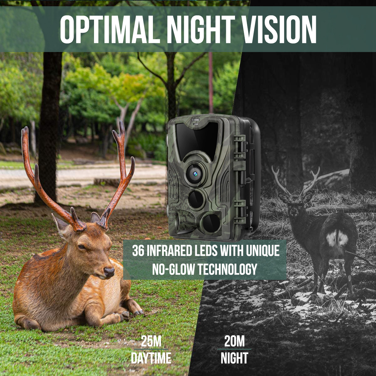 Trail camera shows a deer in daytime and at night. The night image is in black and white.