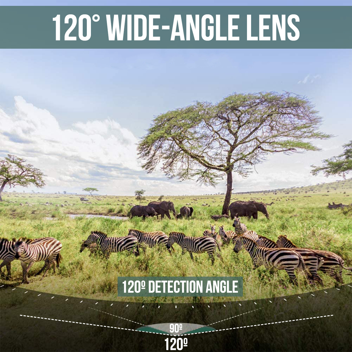 Zebras and elephants in a grassy field. The image has a 120-degree wide-angle lens and detection angle.