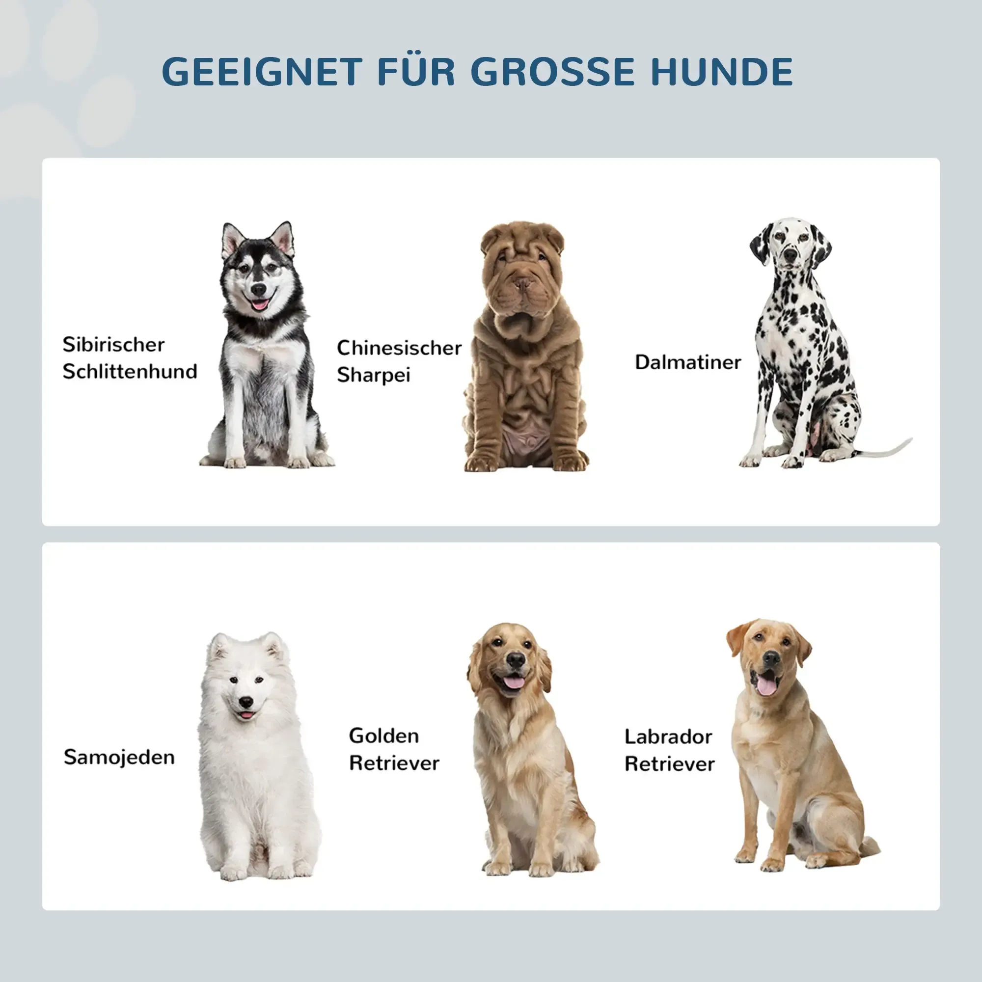 Sechs Hunderassen: Siberian Husky, Chinesischer Shar Pei, Dalmatiner, Samojede, Golden Retriever, und Labrador.