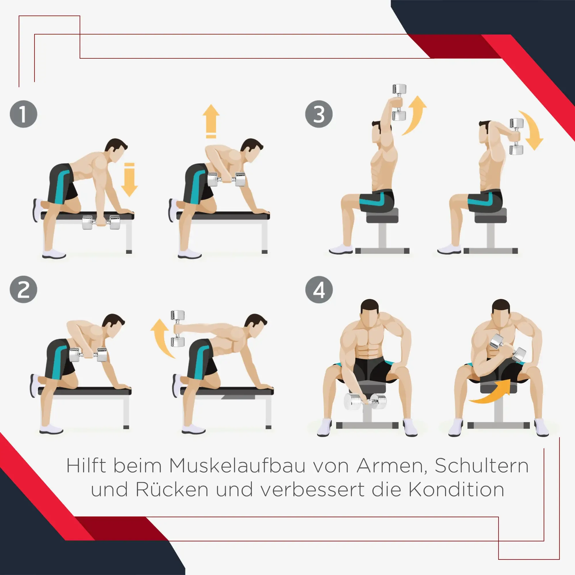 Illustrierte Trainingsschritte: Rudern, Armheben und sitzende Hantelübungen für Arm-, Schulter- und Rückenmuskelaufbau.