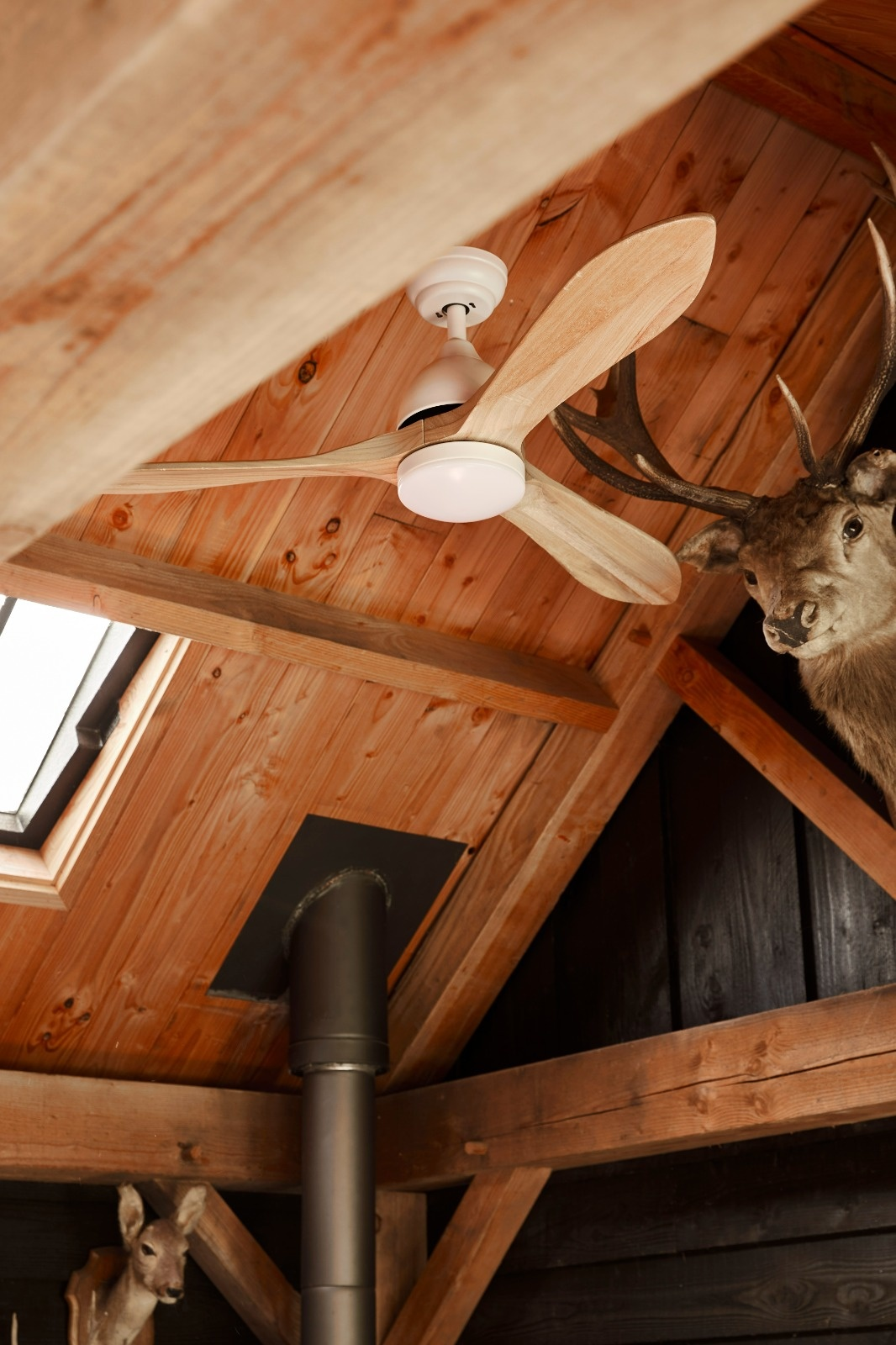 Un soffitto in legno con un ventilatore a soffitto. Sulla destra c'è una testa di cervo montata. È visibile un tubo della stufa.