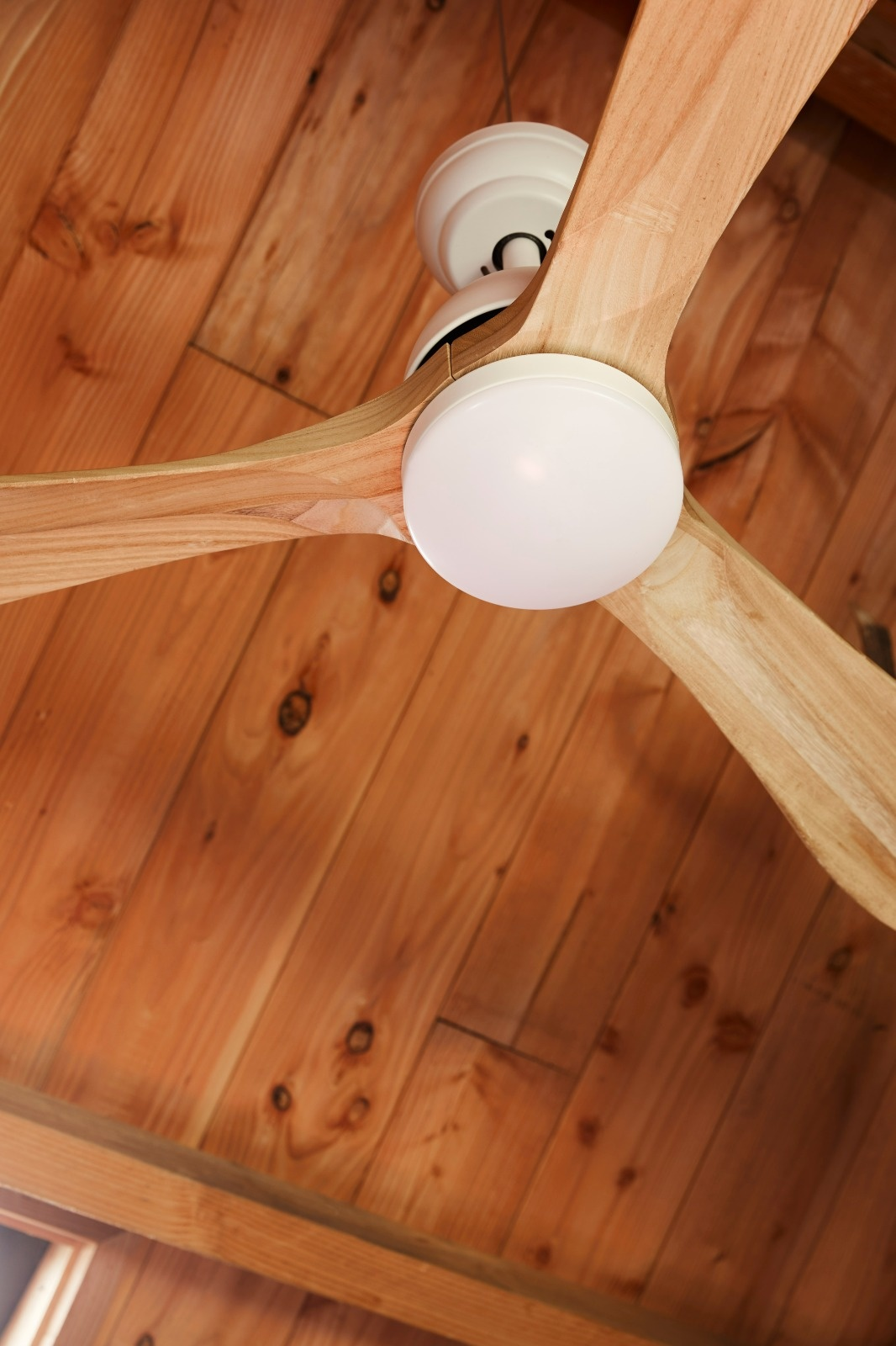 Un ventilatore a soffitto con pale in legno è montato su un soffitto a pannelli di legno. Il ventilatore è bianco con tre pale visibili.