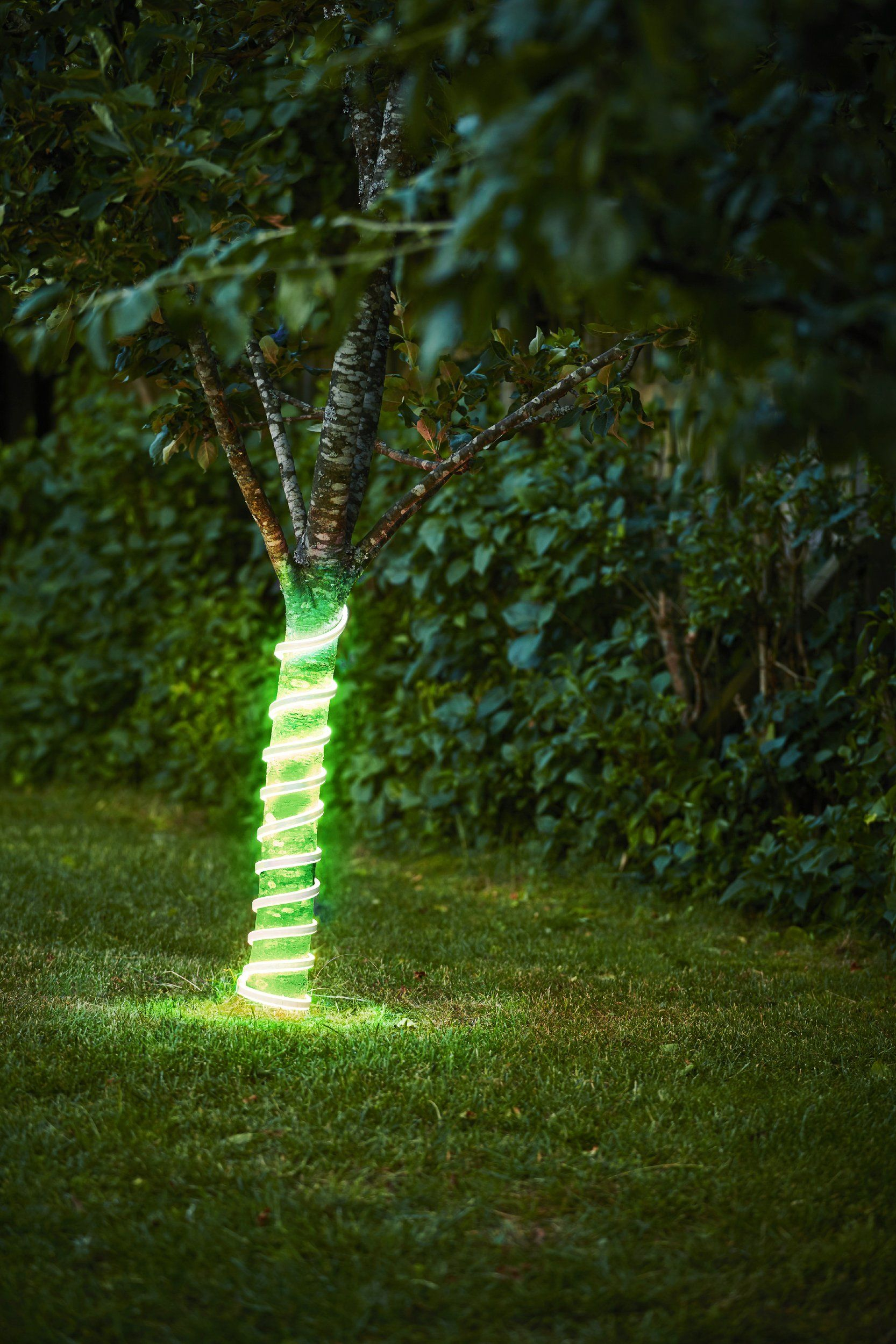 Ein Baumstamm ist mit einem leuchtenden grünen Licht umwickelt. Der Baum steht in einer grasbewachsenen Fläche mit Büschen im Hintergrund.